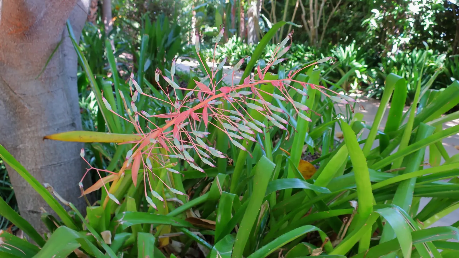 Portea Bromeliad (Portea Petropolitana) — strap-like leaves that can grow up to 2 feet in length; this Brazilian native typically thrives in USDA hardiness