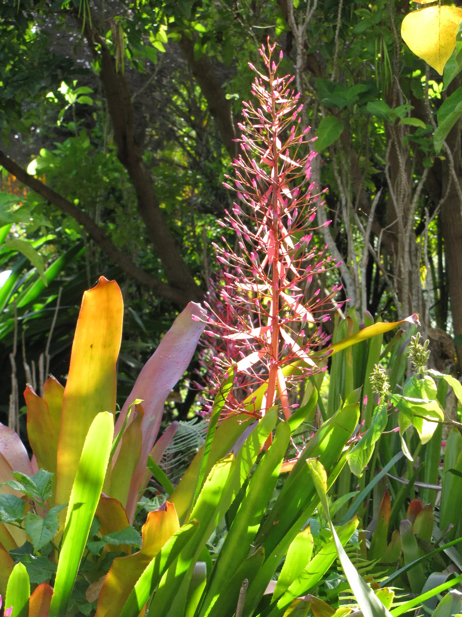 Portea Bromeliad (Portea Petropolitana) — the Portea Bromeliad requires well-drained soil and partial shade