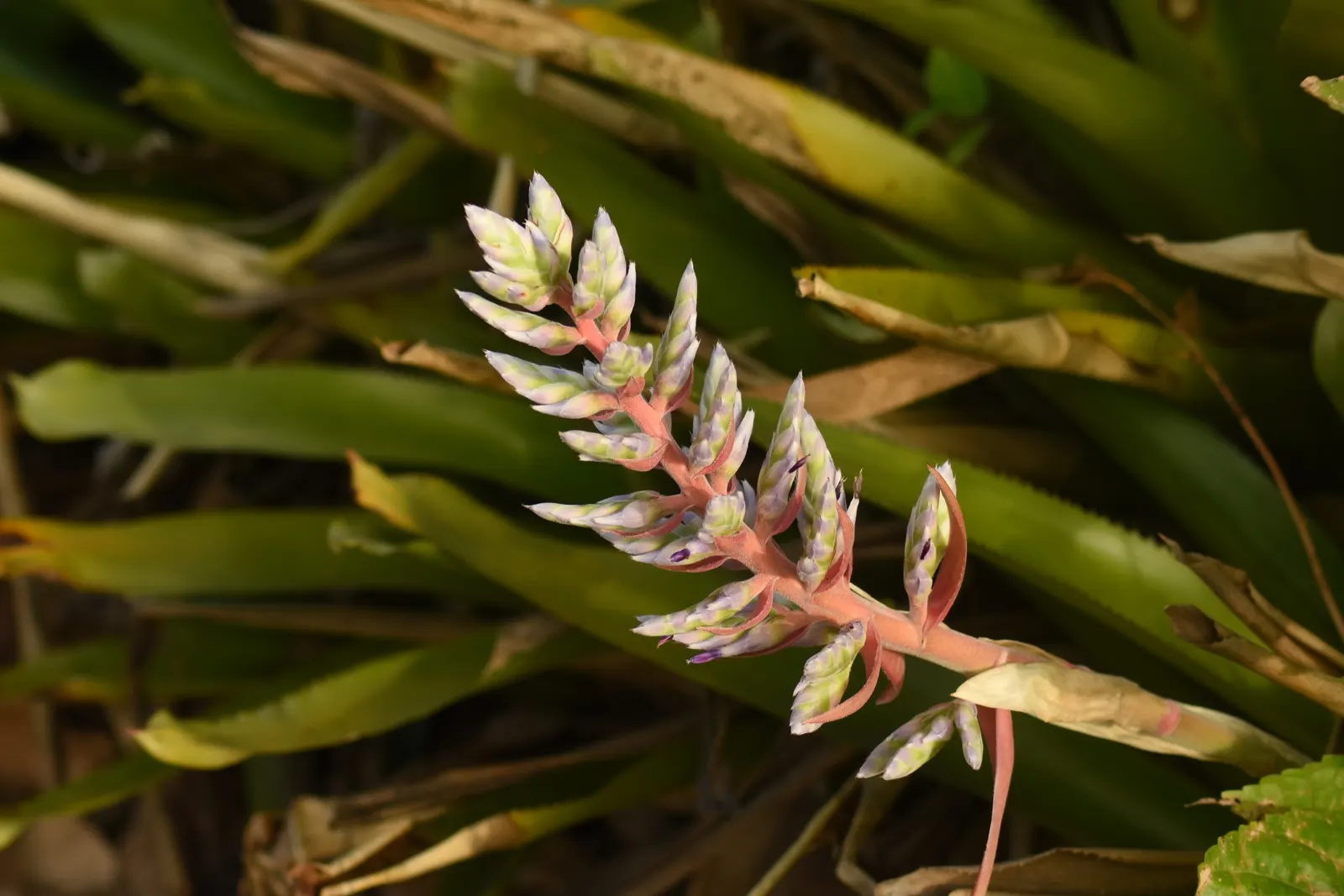 Portea Bromeliad (Portea Petropolitana) — Thrives in well-drained soil, partial shade to full sun, and requires minimal watering