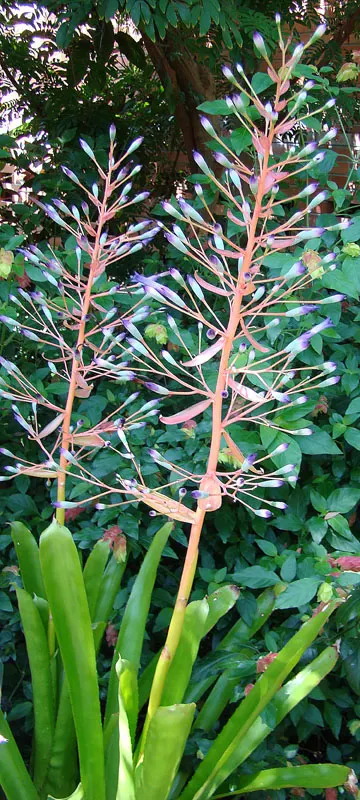 Portea Bromeliad (Portea Petropolitana) — This Brazilian native typically thrives in USDA hardiness zones 10 through 11 and boasts a rosette of narrow