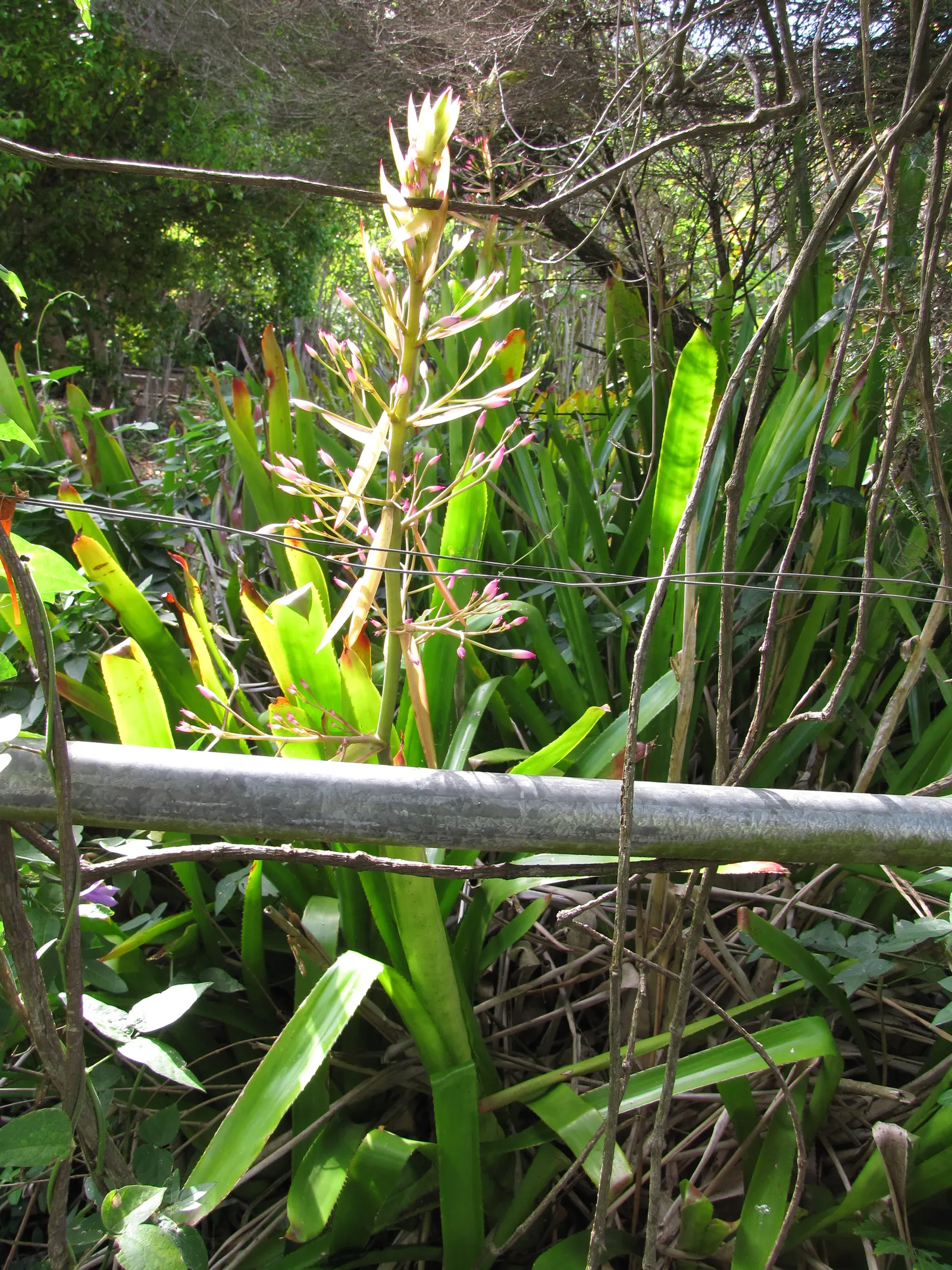 Portea Bromeliad (Portea Petropolitana) — An epiphytic plant by nature, it is amenable to being mounted on trees or grown in bark-based potting mixes