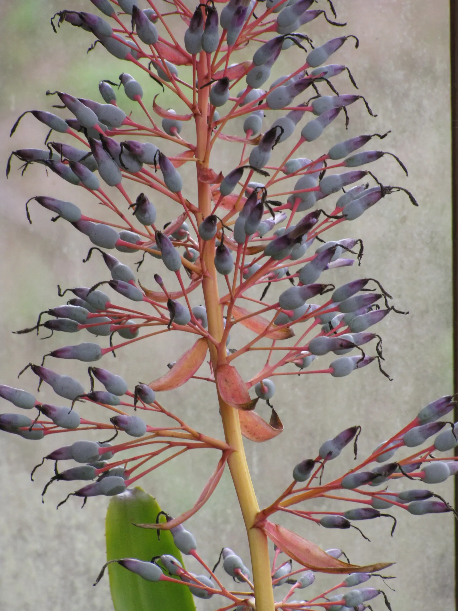 Portea Bromeliad (Portea Petropolitana) — arching leaves up to 3 feet in length; its blossoms showcase a range of hues from violet to lavender