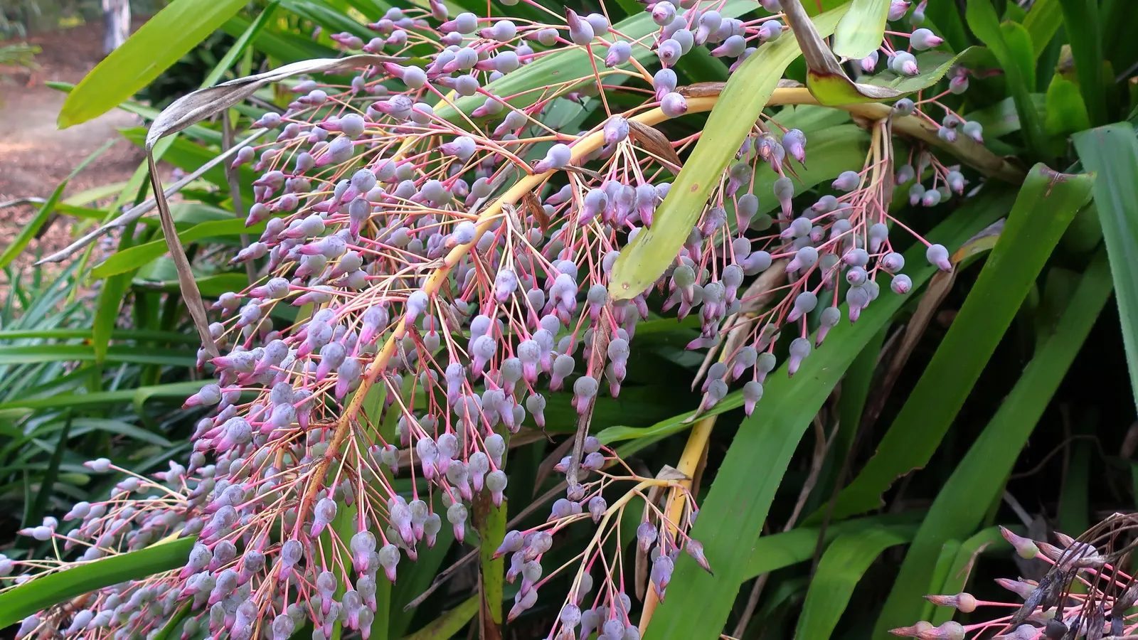 Portea Bromeliad (Portea Petropolitana) — Ideal for USDA zones 9‚Äì11, adding vibrant texture to warm climate designs
