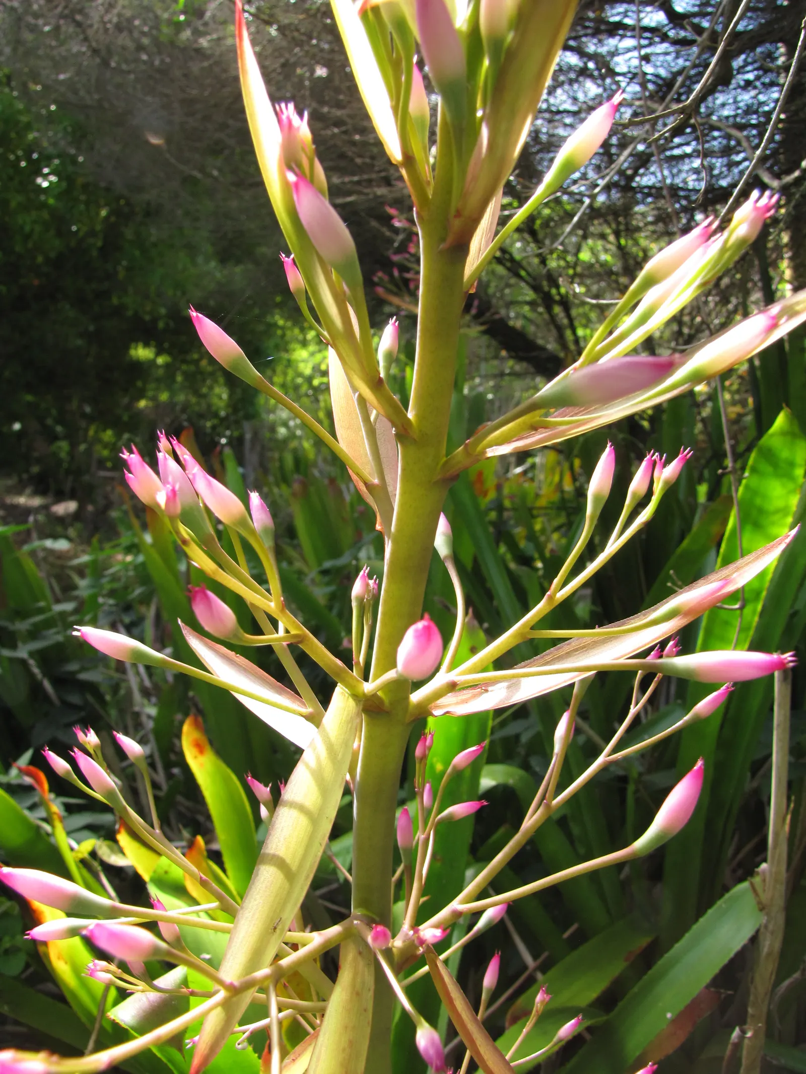 Portea Bromeliad (Portea Petropolitana) — Thrives in well-drained soil, partial shade to full sun, and requires minimal watering; and is an impeccable choice