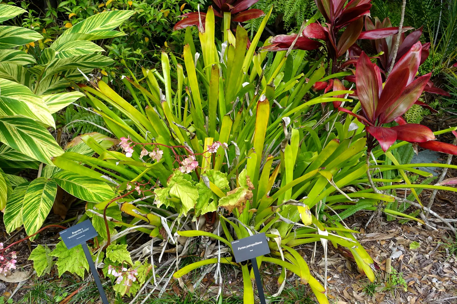 Portea Bromeliad (Portea Petropolitana) — is an exquisite and vibrant addition to any garden; these leaves are a striking silvery-green with a leathery texture