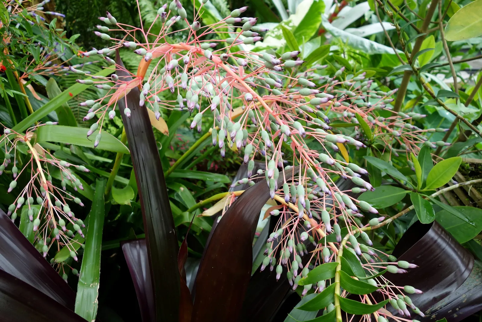 Portea Bromeliad (Portea Petropolitana) — accompanied by pink bracts that persist for several weeks, image 35