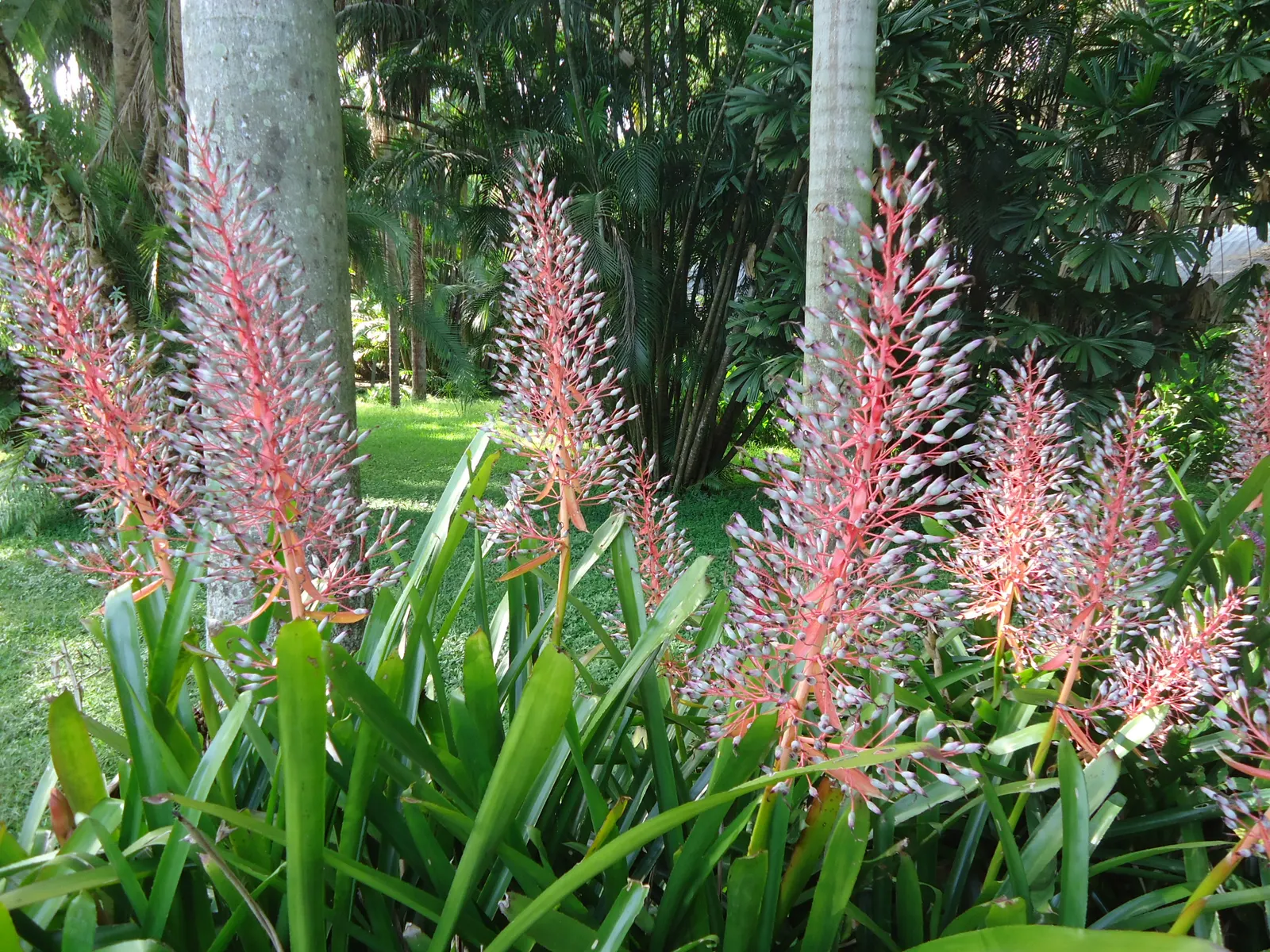 Portea Bromeliad (Portea Petropolitana) — This Brazilian native typically thrives in USDA hardiness zones 10 through 11 and boasts a rosette of, image 30