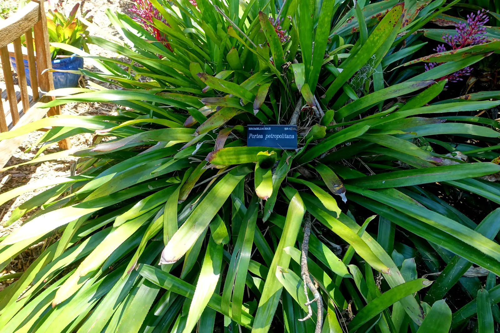 Portea Bromeliad (Portea Petropolitana) — Ideal for USDA zones 9‚Äì11, adding vibrant texture to warm climate designs; arching leaves up to 3 feet in length