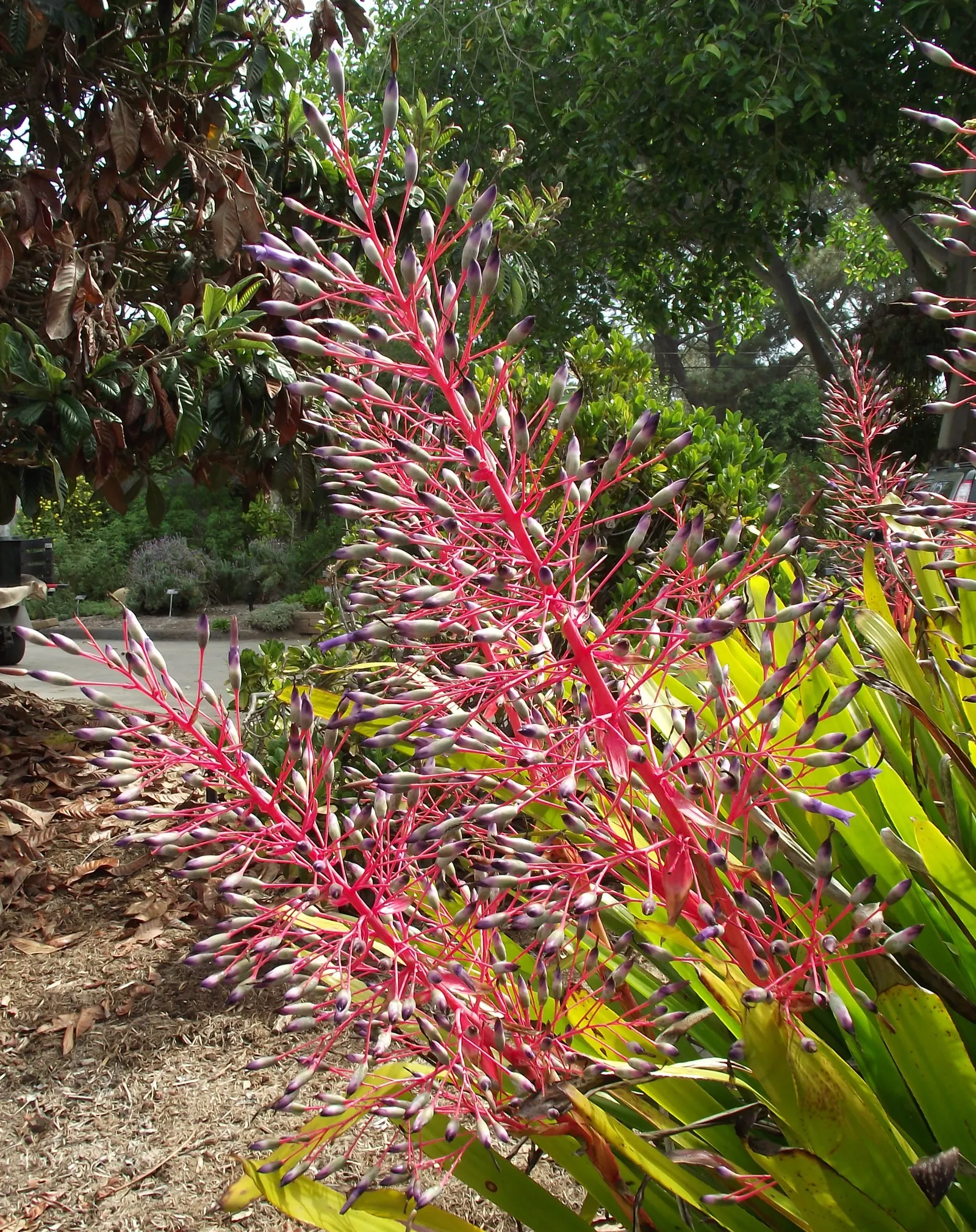 Portea Bromeliad (Portea Petropolitana) — and is an impeccable choice for the plant enthusiast seeking an unusual yet captivating spectacle