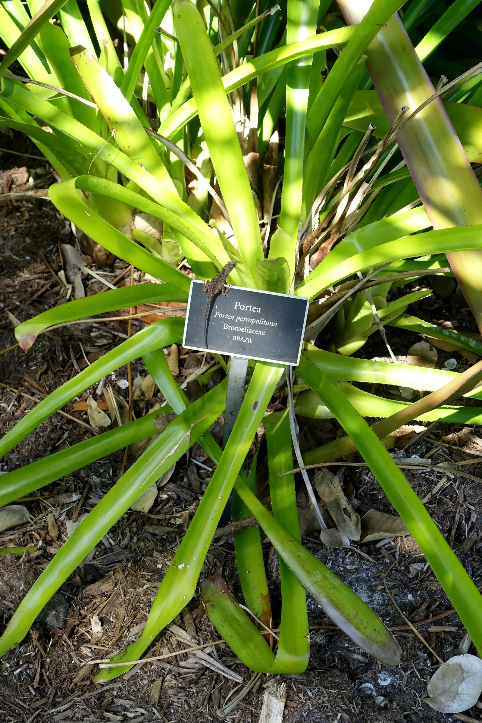Portea Bromeliad (Portea Petropolitana) — pink and purple flowers in the garden