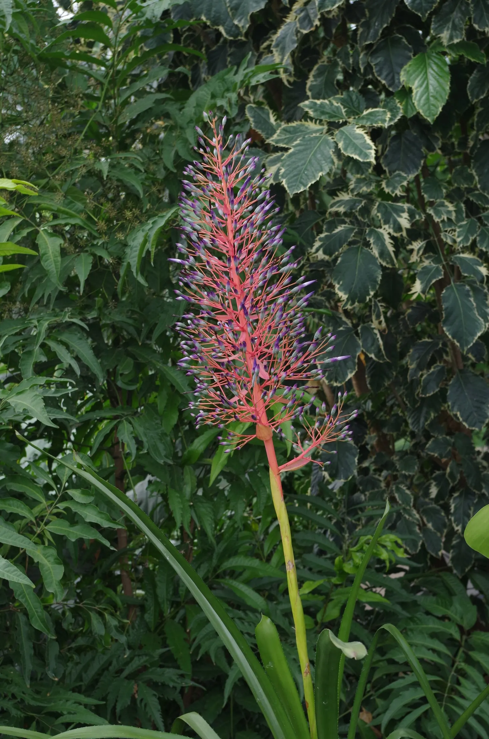 Portea Bromeliad (Portea Petropolitana) — These leaves are a striking silvery-green with a leathery texture and may feature finely toothed edges; the Portea
