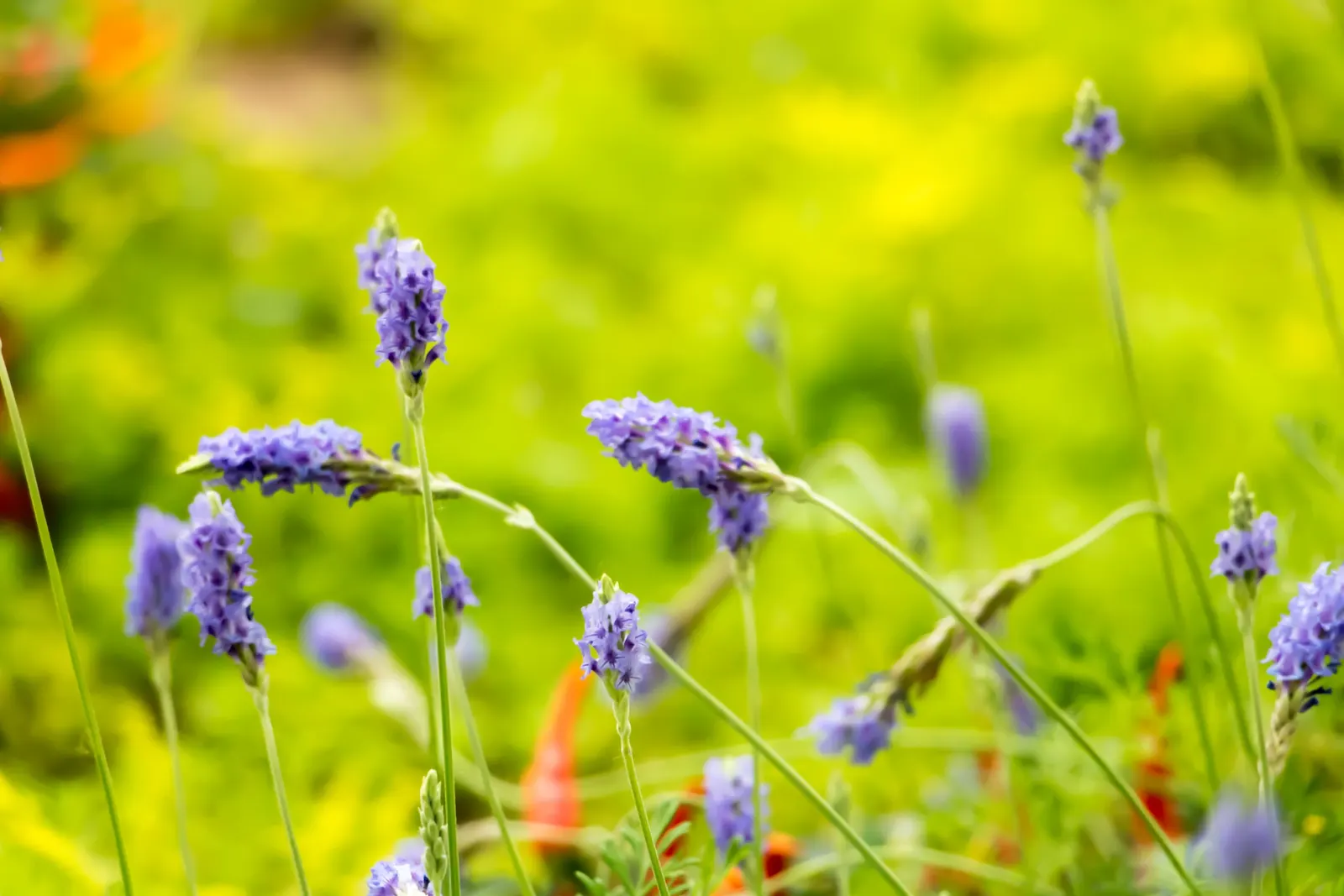 Fernleaf Lavender, Pinnata Lavender (Lavandula Pinnata) — this perennial herb belongs to the Lamiaceae (mint) family and stands out among traditional lavender