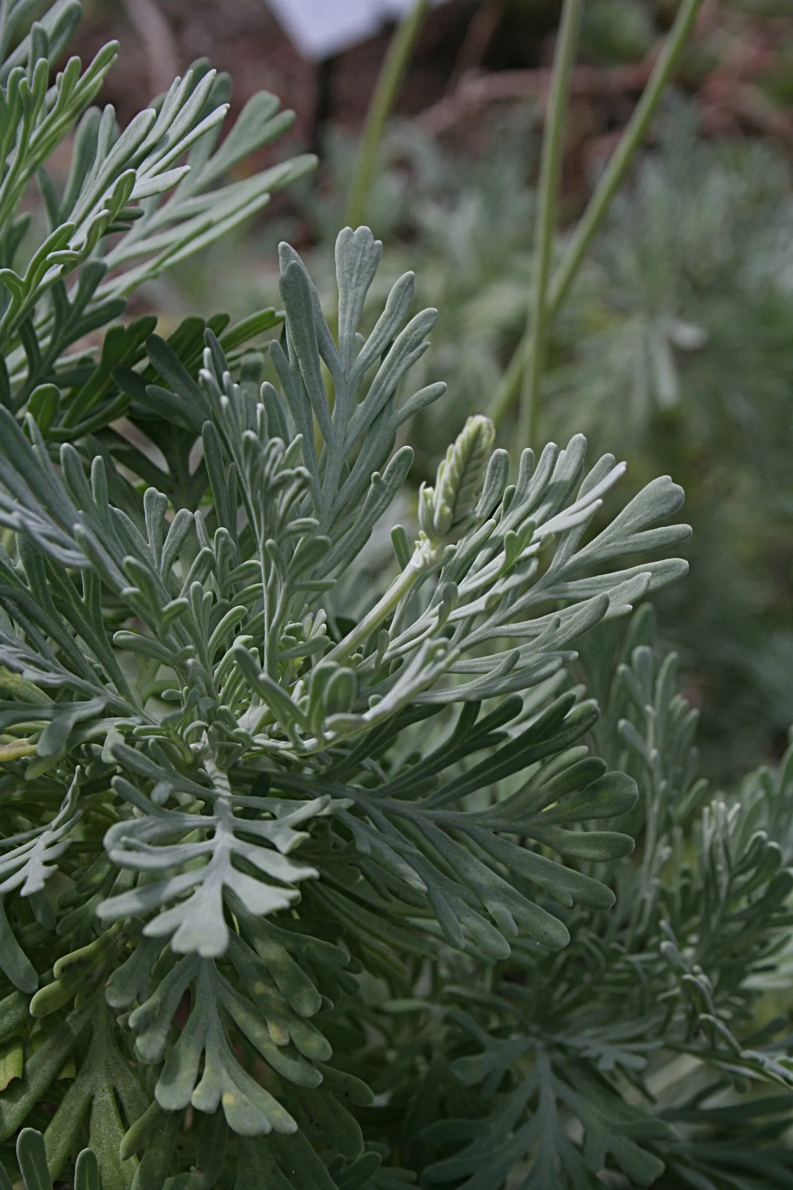 Fernleaf Lavender, Pinnata Lavender (Lavandula Pinnata) — plant Fernleaf Lavender in full sun with well-draining soil
