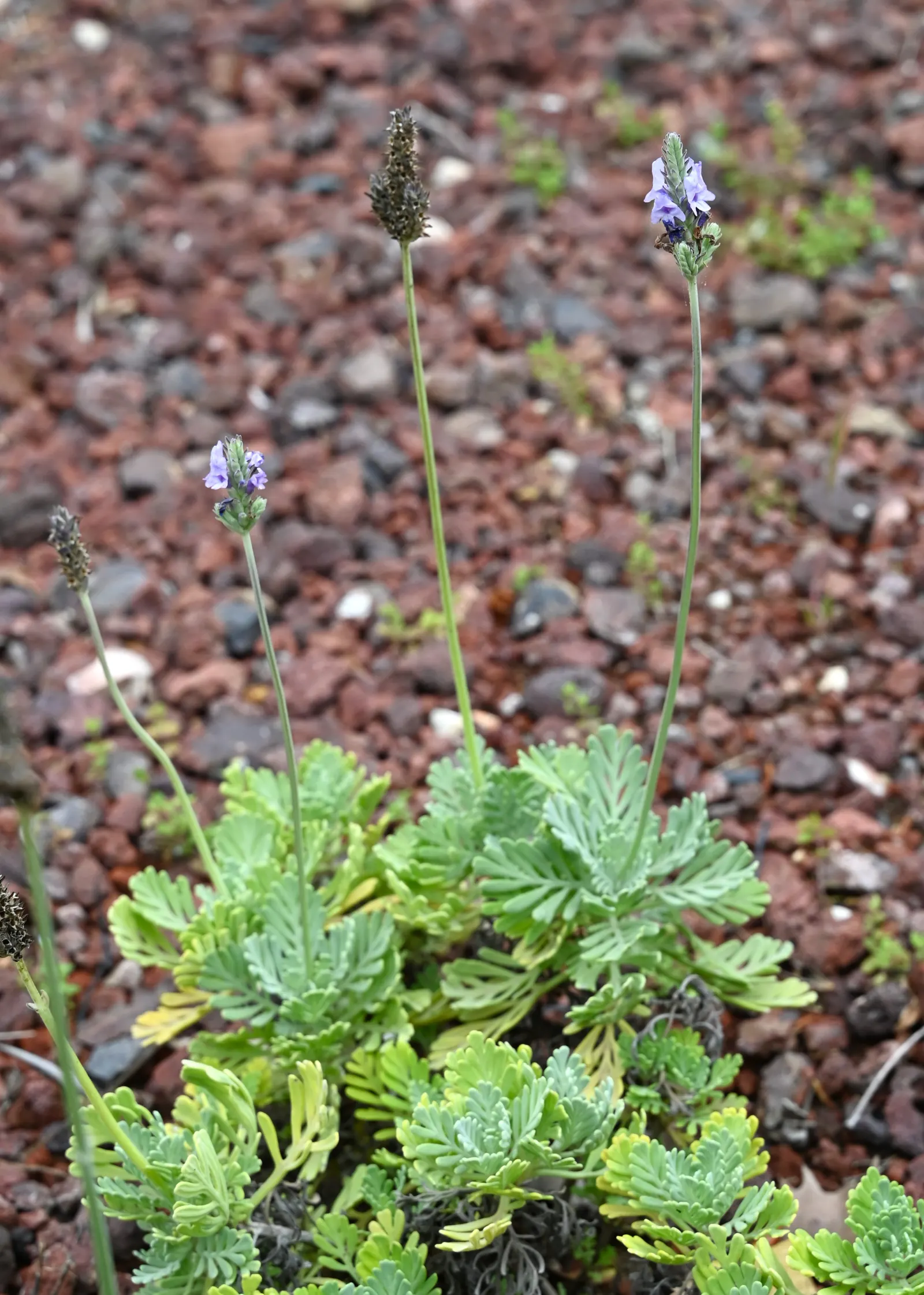 Fernleaf Lavender, Pinnata Lavender (Lavandula Pinnata) — Fernleaf Lavender (Lavandula pinnata) boasts distinctive