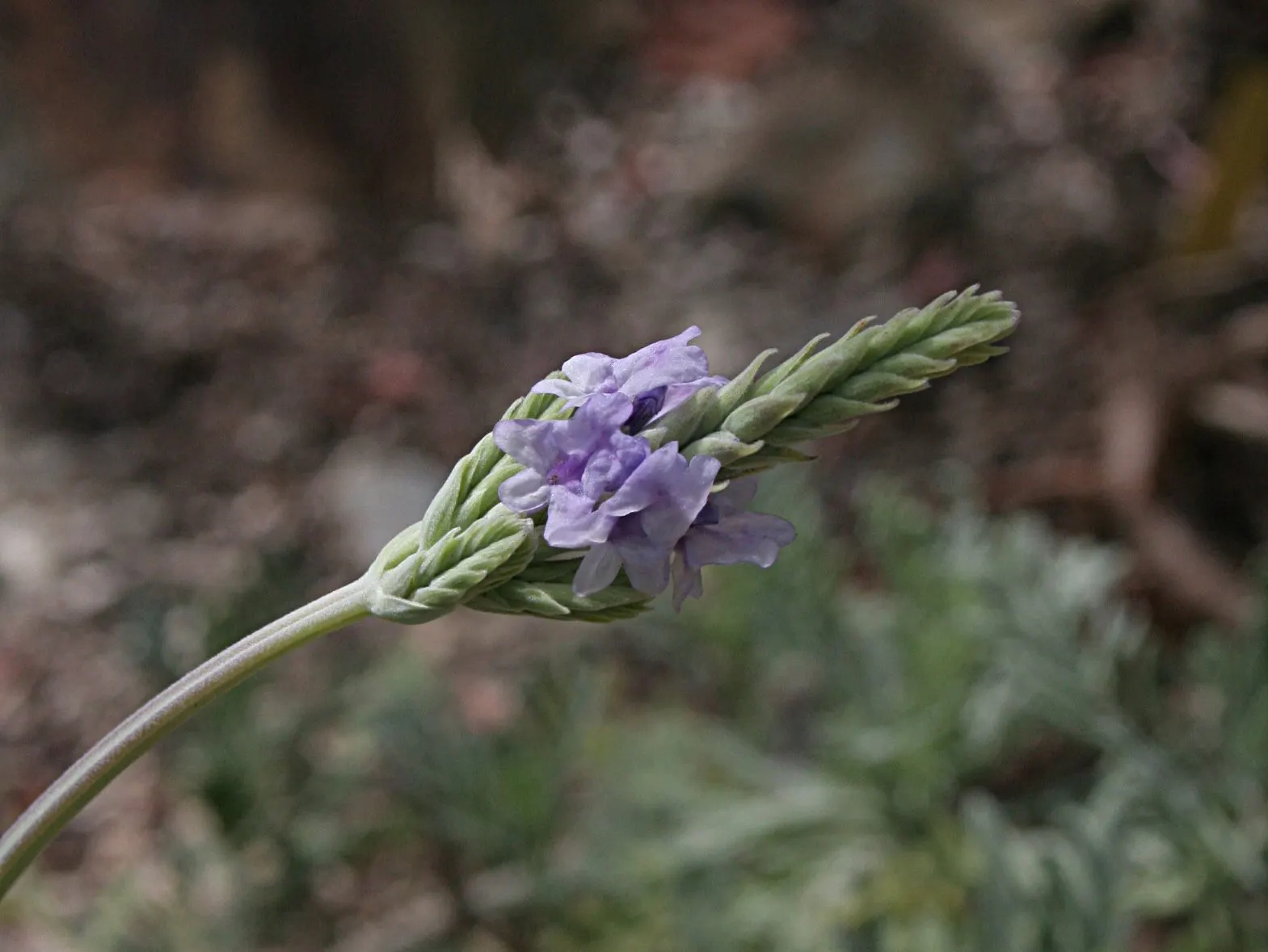 Fernleaf Lavender, Pinnata Lavender (Lavandula Pinnata) — purple flowers in the garden