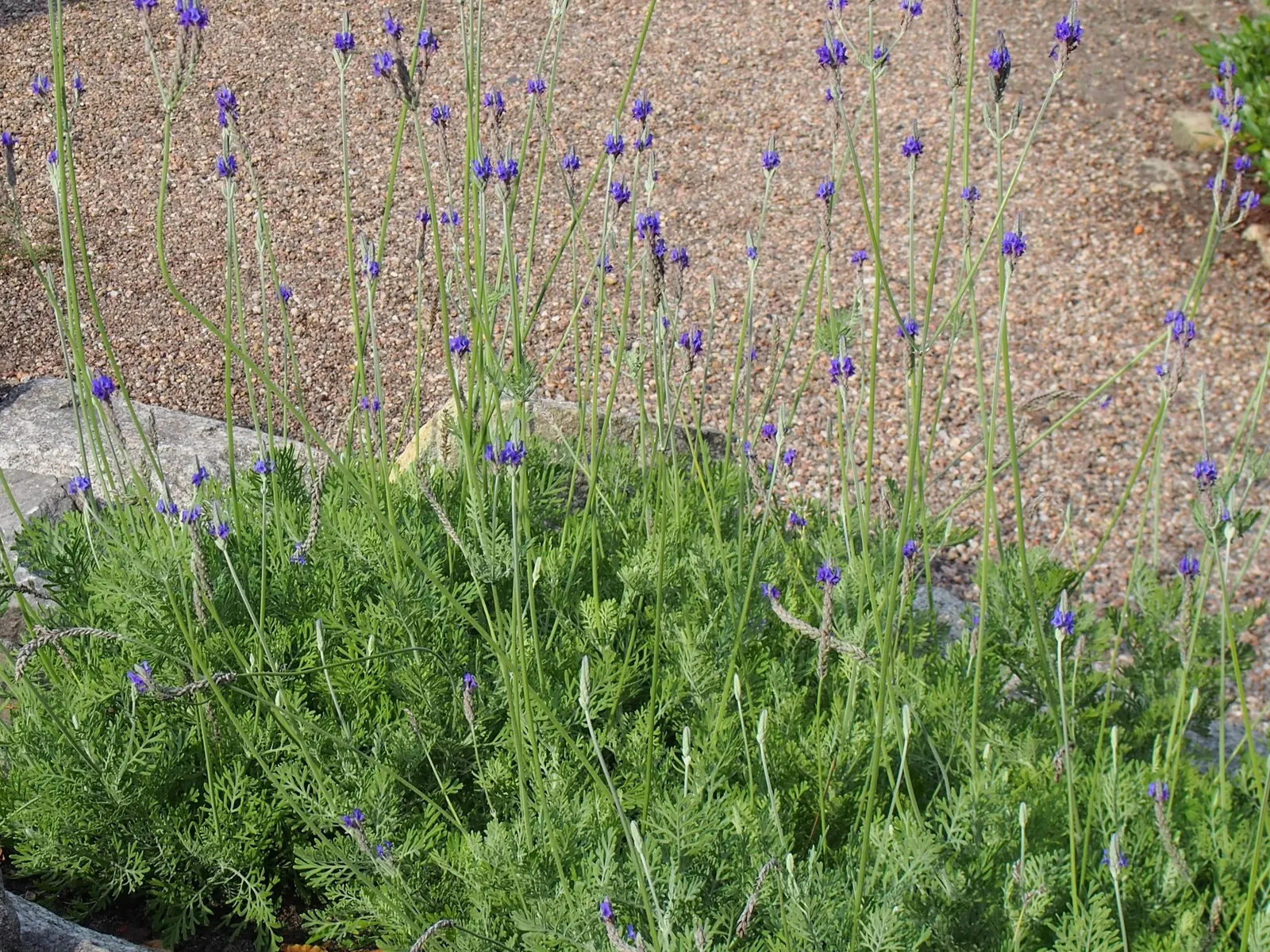 Fernleaf Lavender, Pinnata Lavender (Lavandula Pinnata) — Characterized by its deeply lobed