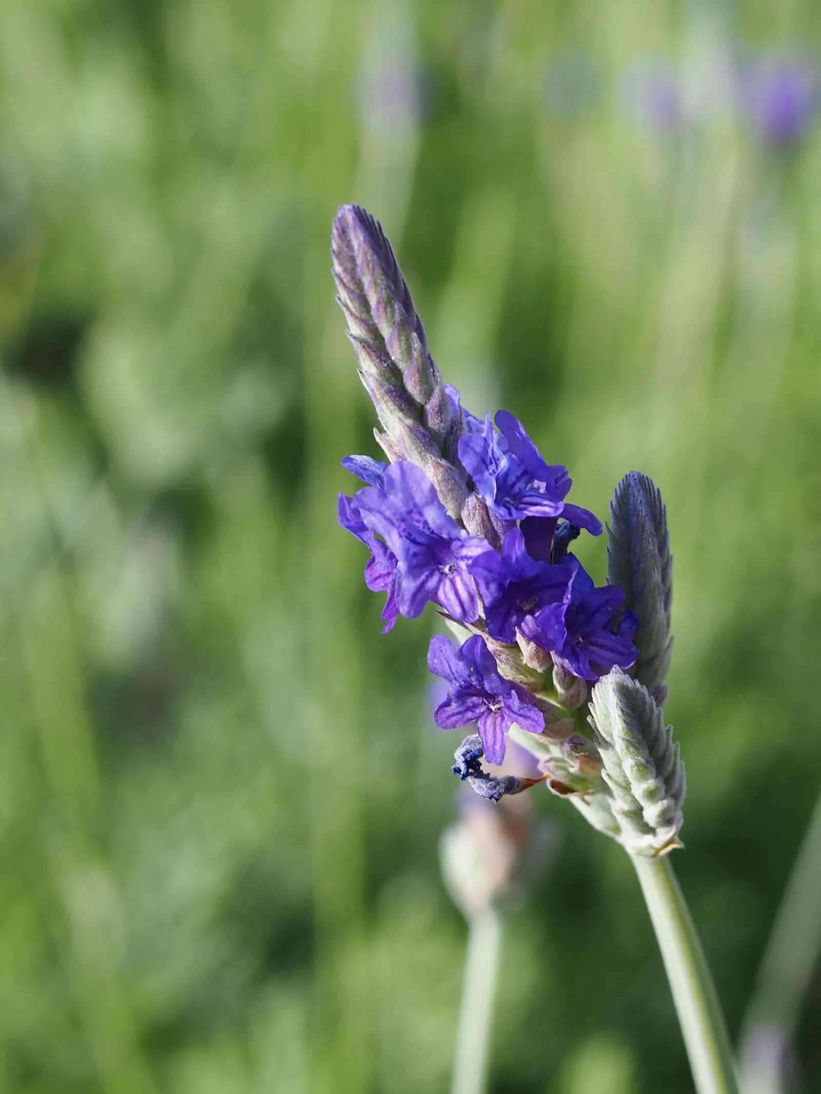 Fernleaf Lavender, Pinnata Lavender (Lavandula Pinnata) — Originating from the warm climates of the Canary Islands and Madeira