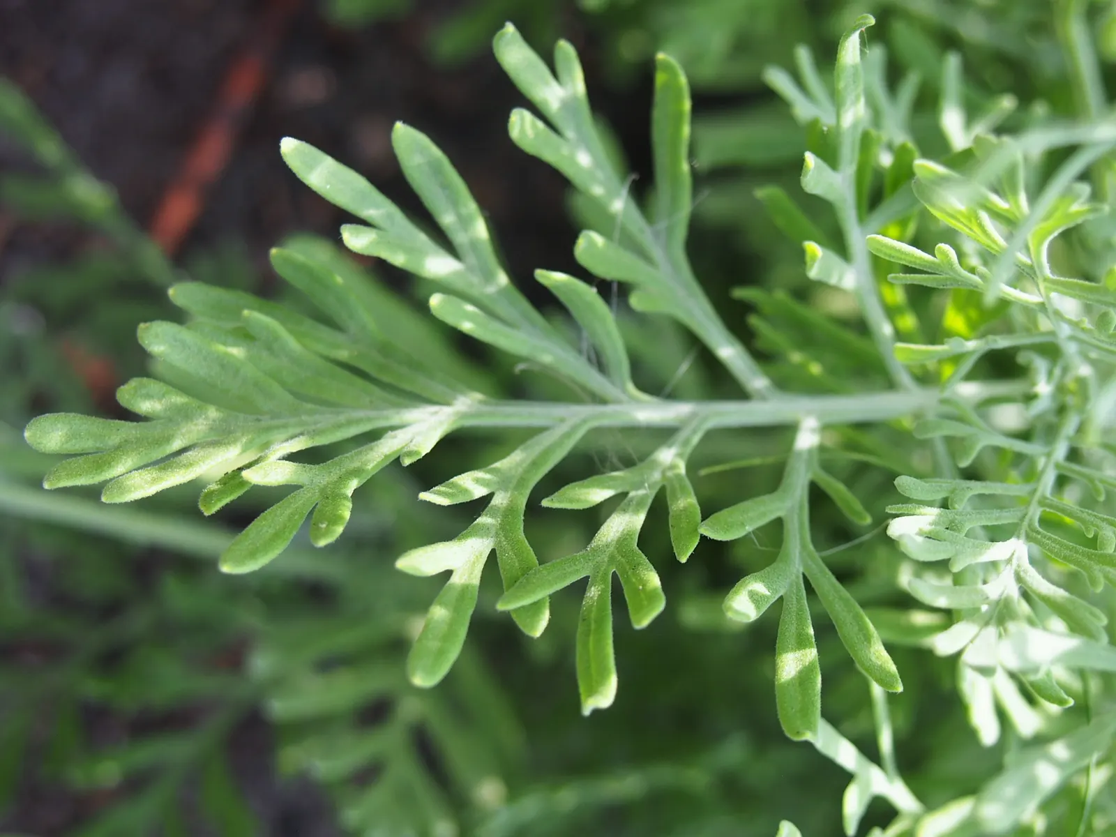 Fernleaf Lavender, Pinnata Lavender (Lavandula Pinnata) — finely dissected silver-green foliage