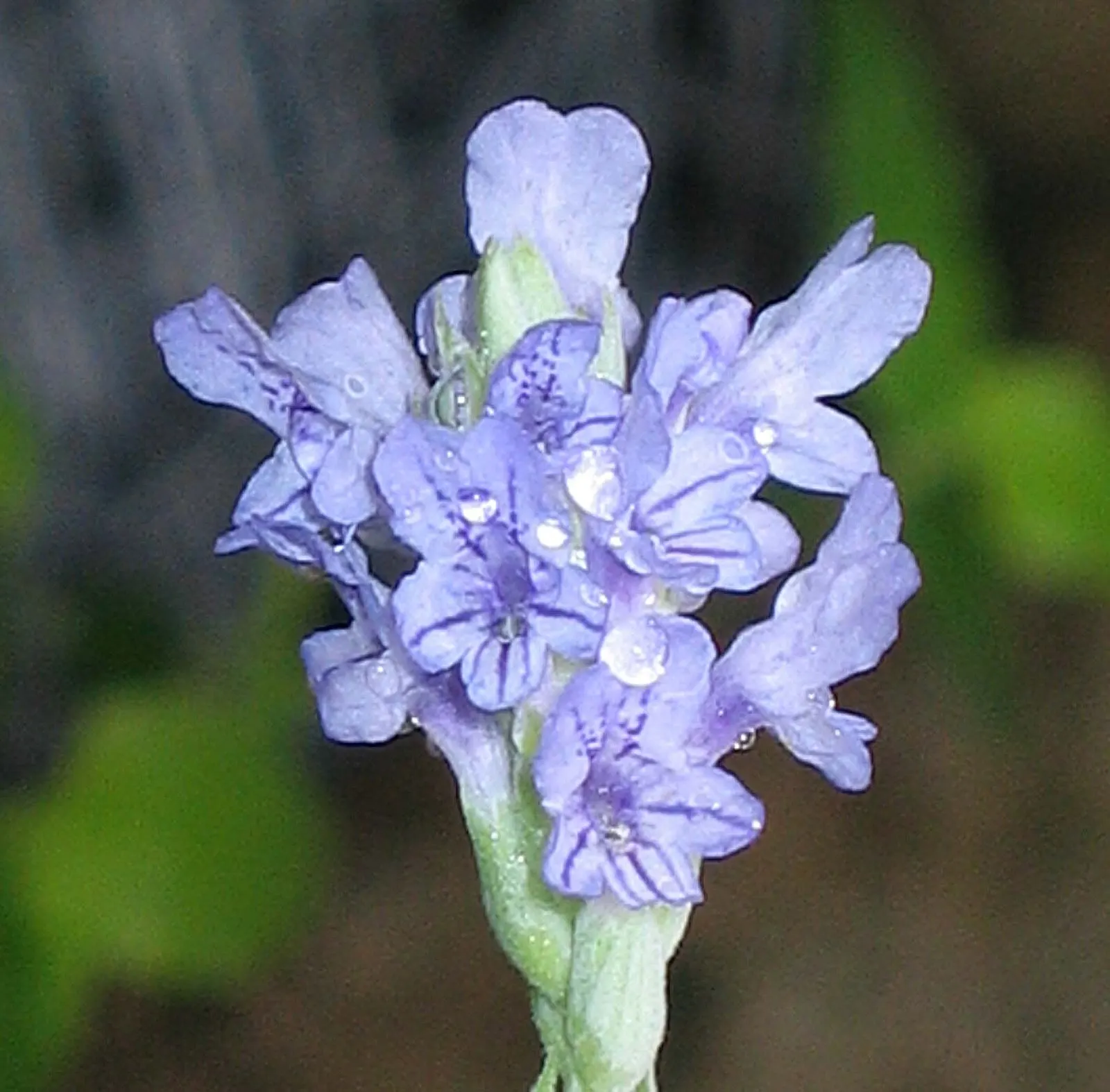 Fernleaf Lavender, Pinnata Lavender (Lavandula Pinnata) — purplish-blue flowers appear on tall