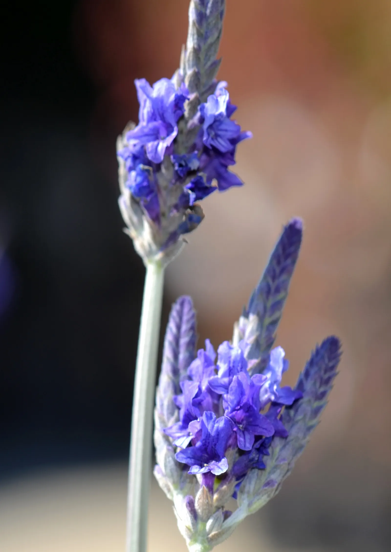 Fernleaf Lavender, Pinnata Lavender (Lavandula Pinnata) — Fernleaf Lavender forms a rounded