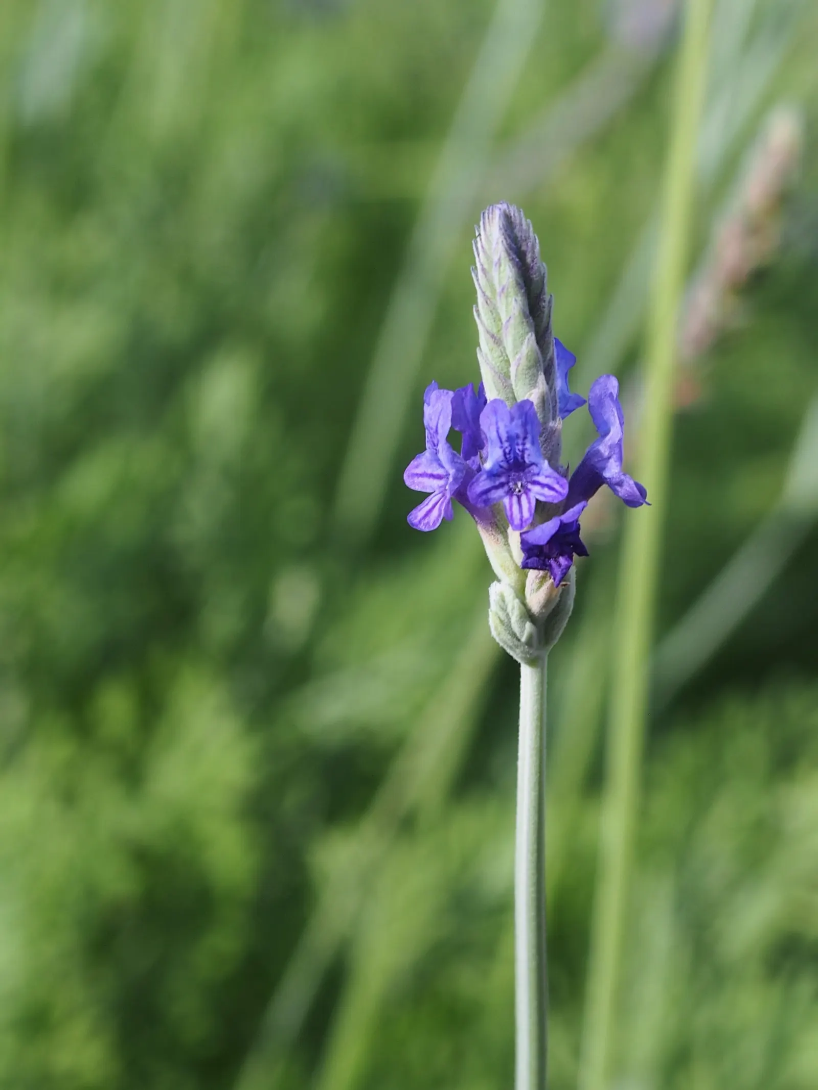Fernleaf Lavender, Pinnata Lavender (Lavandula Pinnata) — This aromatic perennial prefers full sun and well-drained soil, thriving in USDA Hardiness Zones 8-11