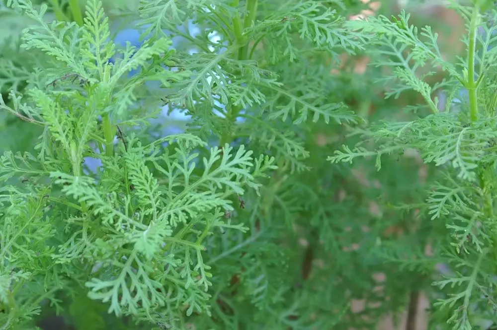 Fernleaf Lavender, Pinnata Lavender (Lavandula Pinnata) — fern-like silver-green foliage