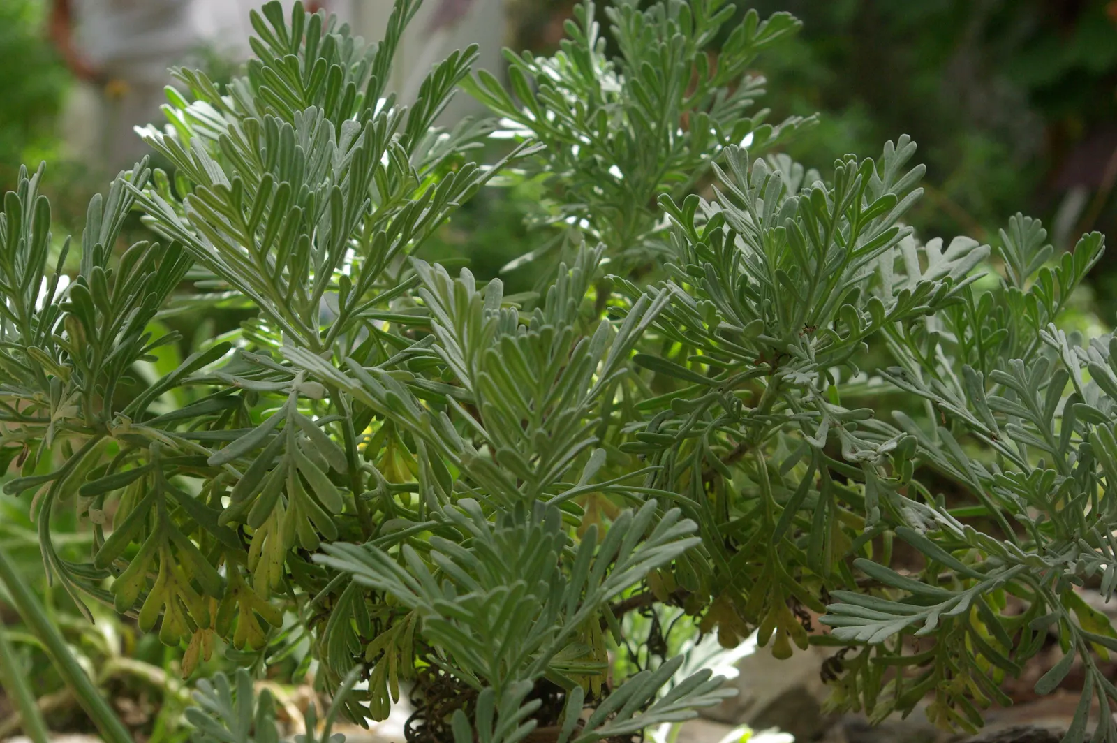 Fernleaf Lavender, Pinnata Lavender (Lavandula Pinnata) — making it a delightful sensory choice for walkways and outdoor living areas