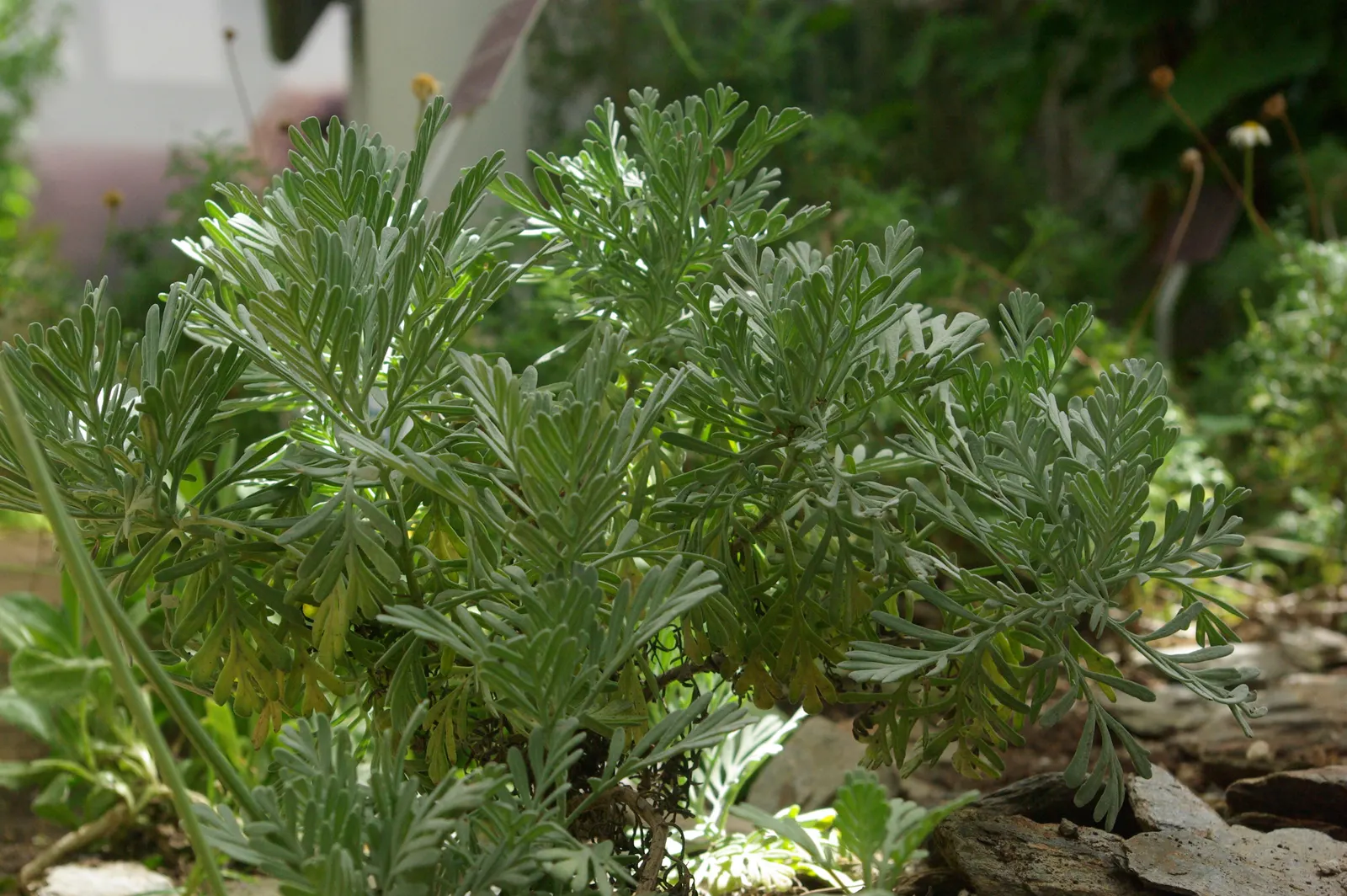Fernleaf Lavender, Pinnata Lavender (Lavandula Pinnata) — Light pruning after the initial bloom will encourage a fuller shape and a second flowering