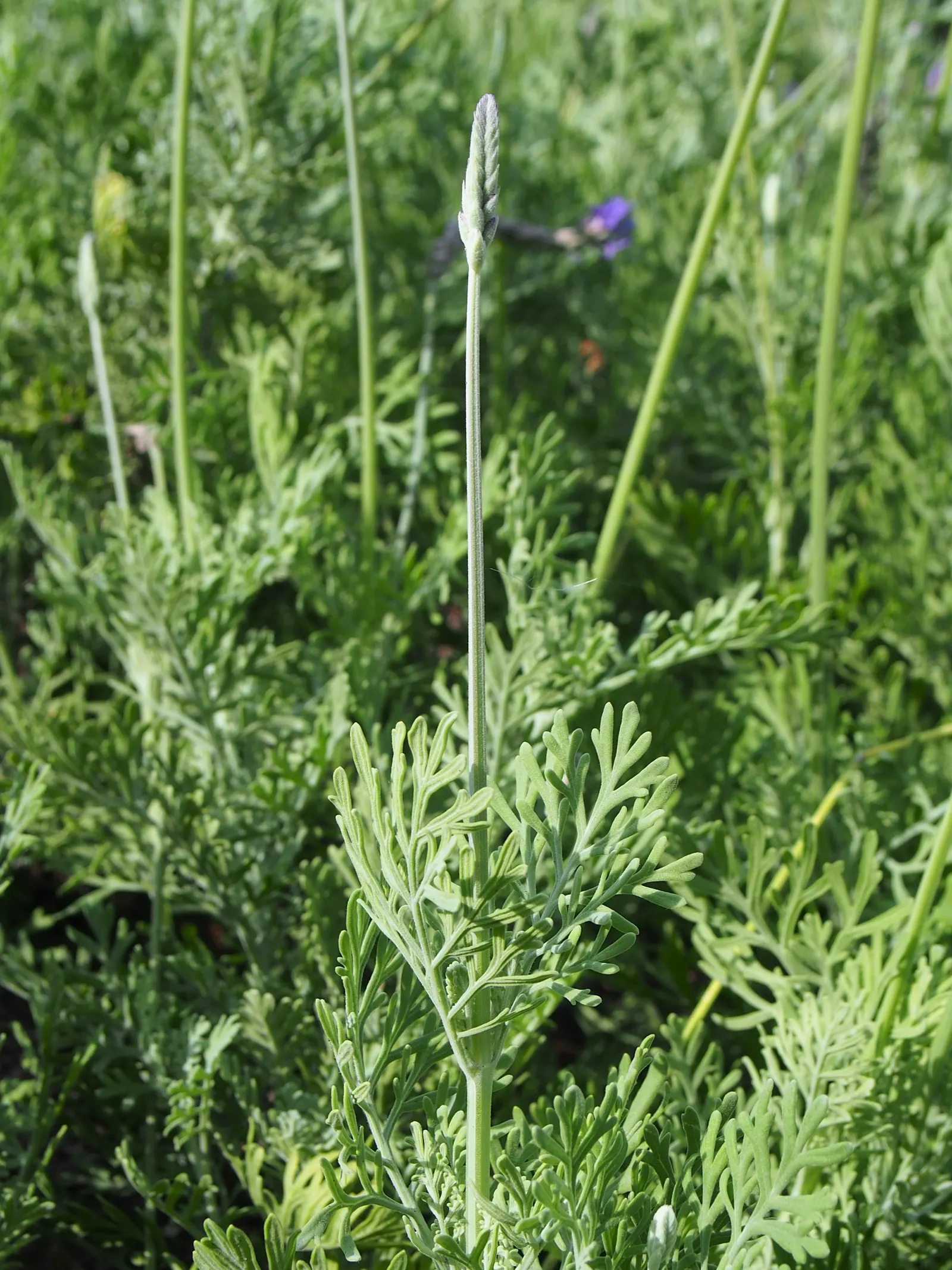 Fernleaf Lavender, Pinnata Lavender (Lavandula Pinnata) — Avoid excessive moisture to prevent root rot