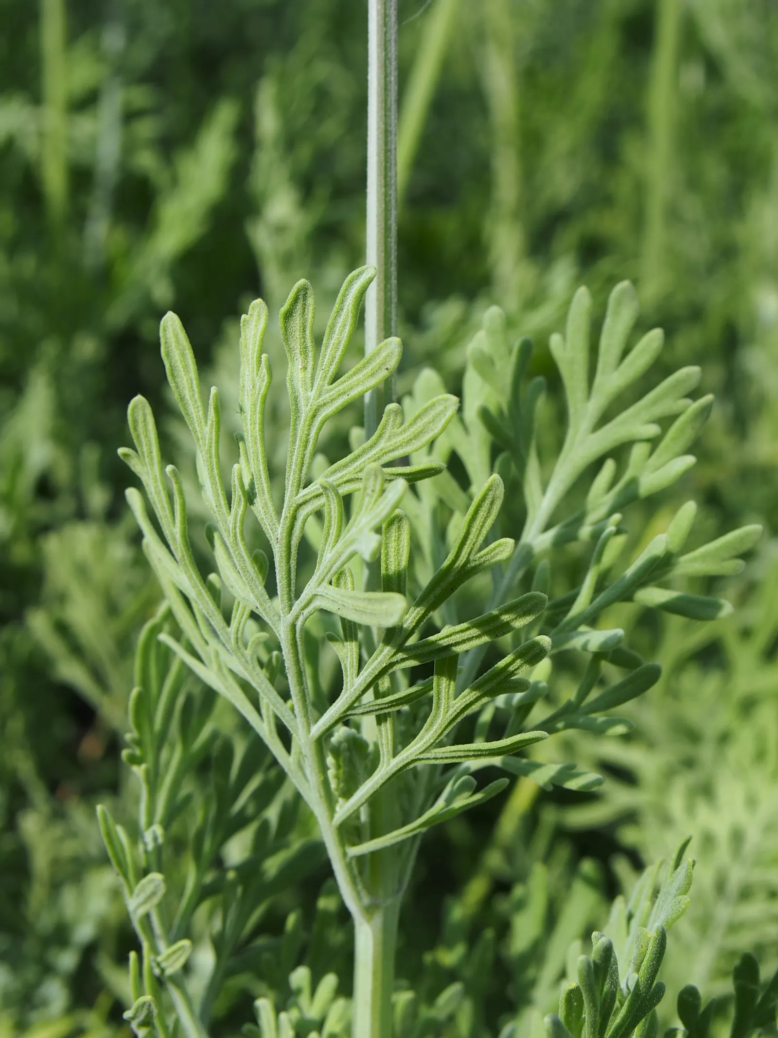 Fernleaf Lavender, Pinnata Lavender (Lavandula Pinnata) — Its compact size and drought tolerance make it ideal for xeriscaping and accent planting