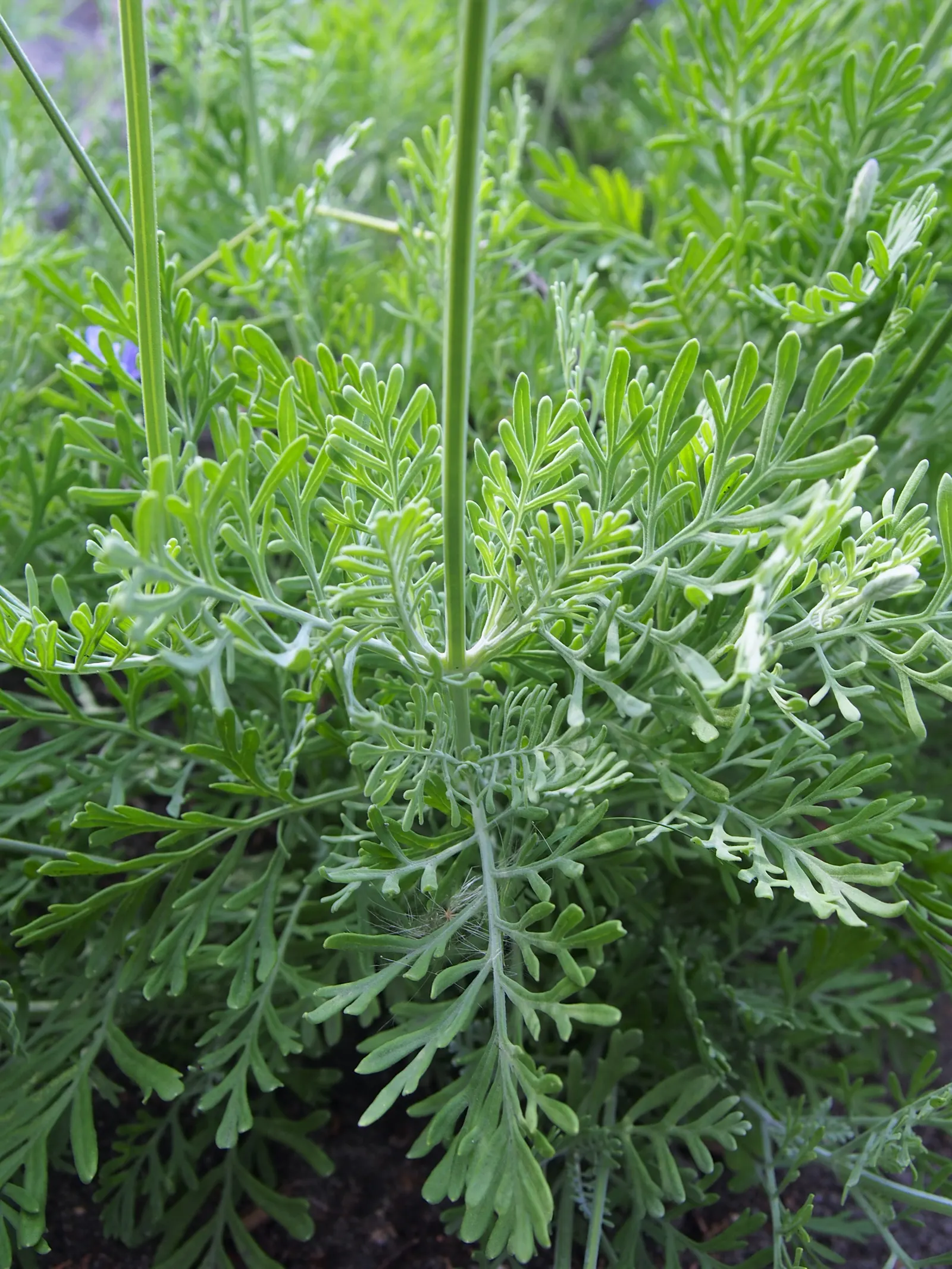 Fernleaf Lavender, Pinnata Lavender (Lavandula Pinnata) — Regular pruning maintains its shape and encourages blooming