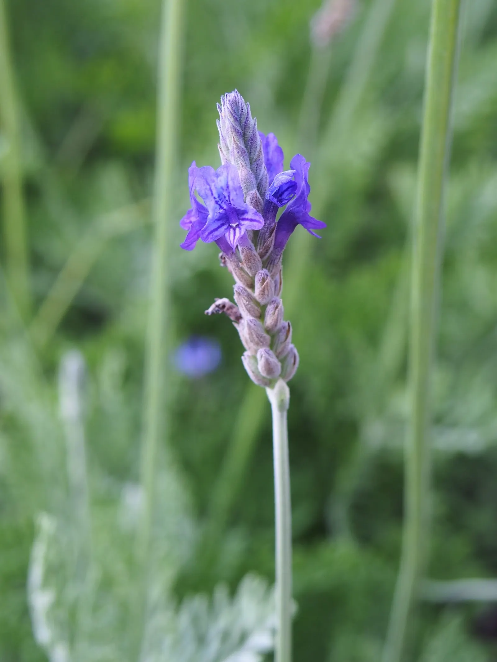 Fernleaf Lavender, Pinnata Lavender (Lavandula Pinnata) — Fernleaf Lavender, also known as Lavandula pinnata, is a unique and aromatic addition to any garden
