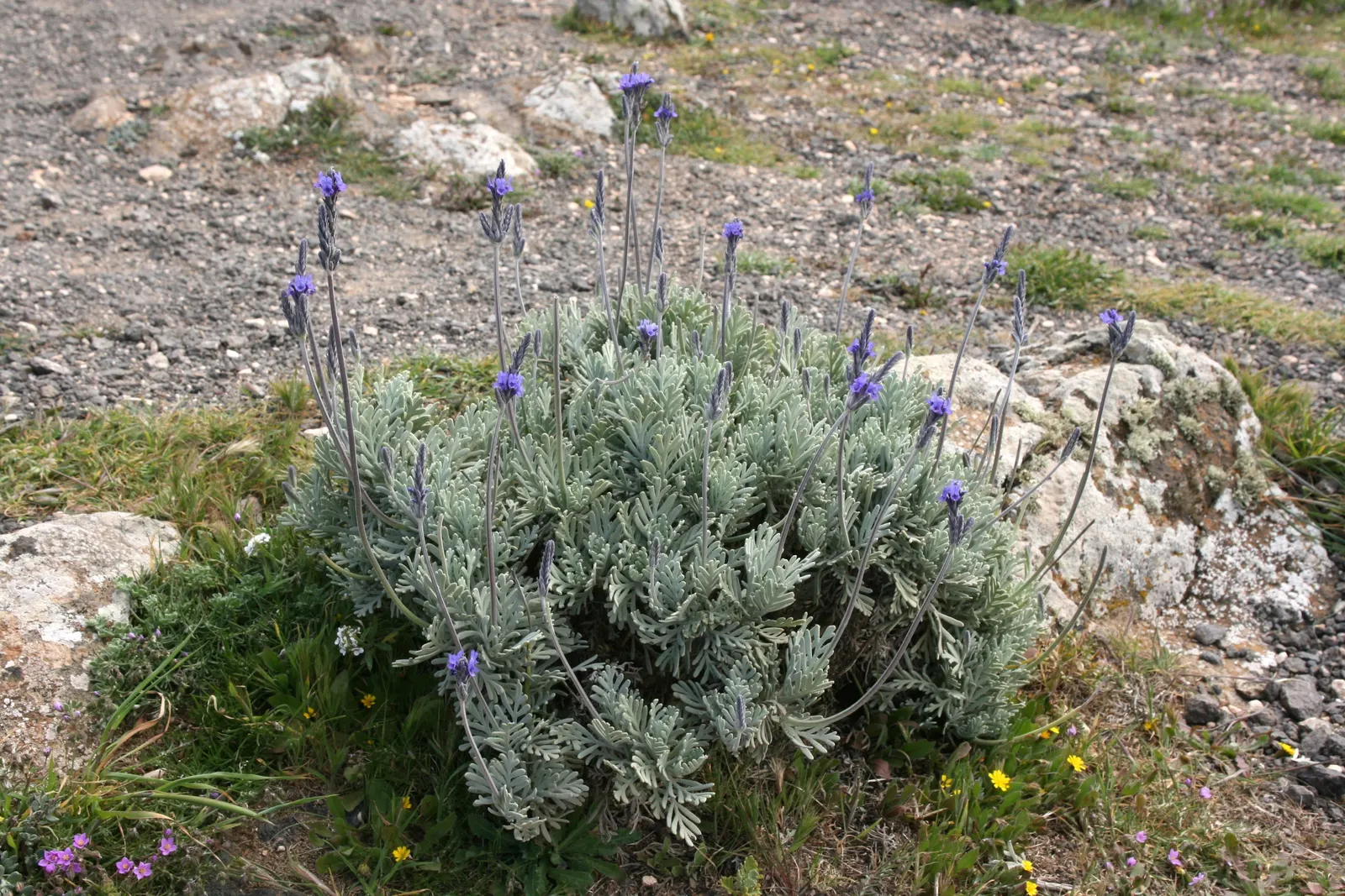 Fernleaf Lavender, Pinnata Lavender (Lavandula Pinnata) — bushy shape ideal for borders
