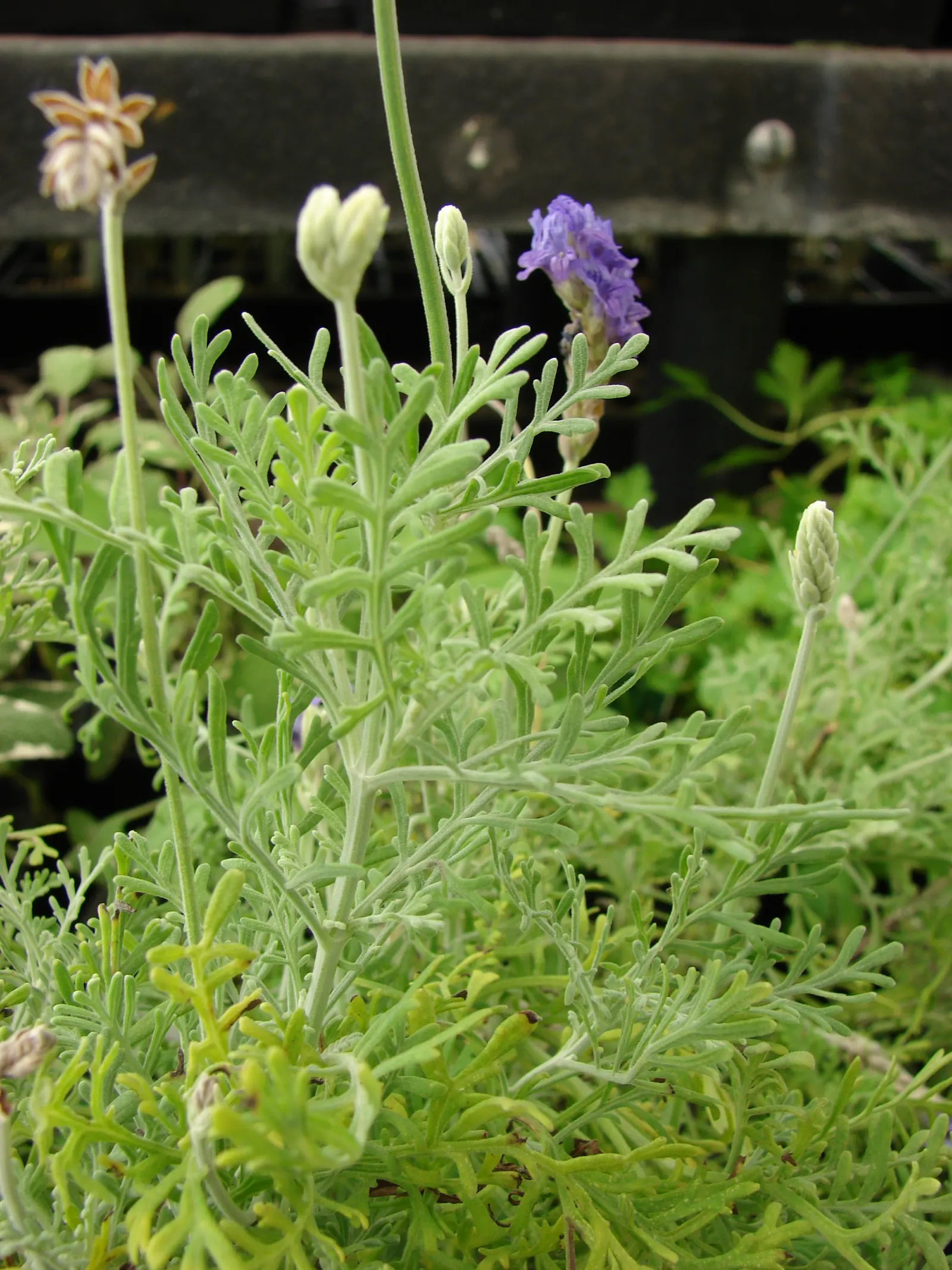 Fernleaf Lavender, Pinnata Lavender (Lavandula Pinnata) — rising above the foliage and attracting pollinators such as bees and butterflies.<br><br>For optimal