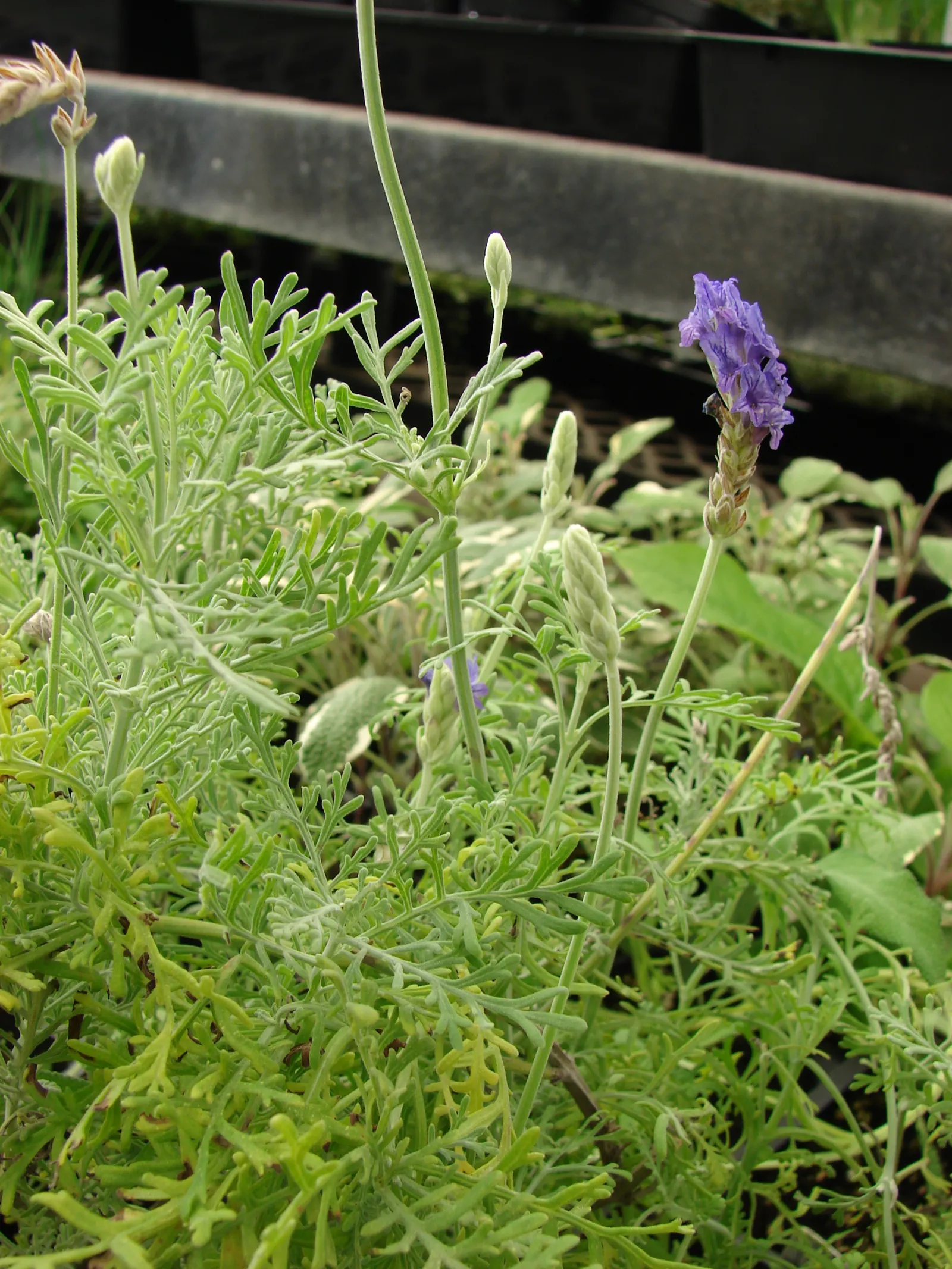 Fernleaf Lavender, Pinnata Lavender (Lavandula Pinnata) — Although it tolerates drought to an extent