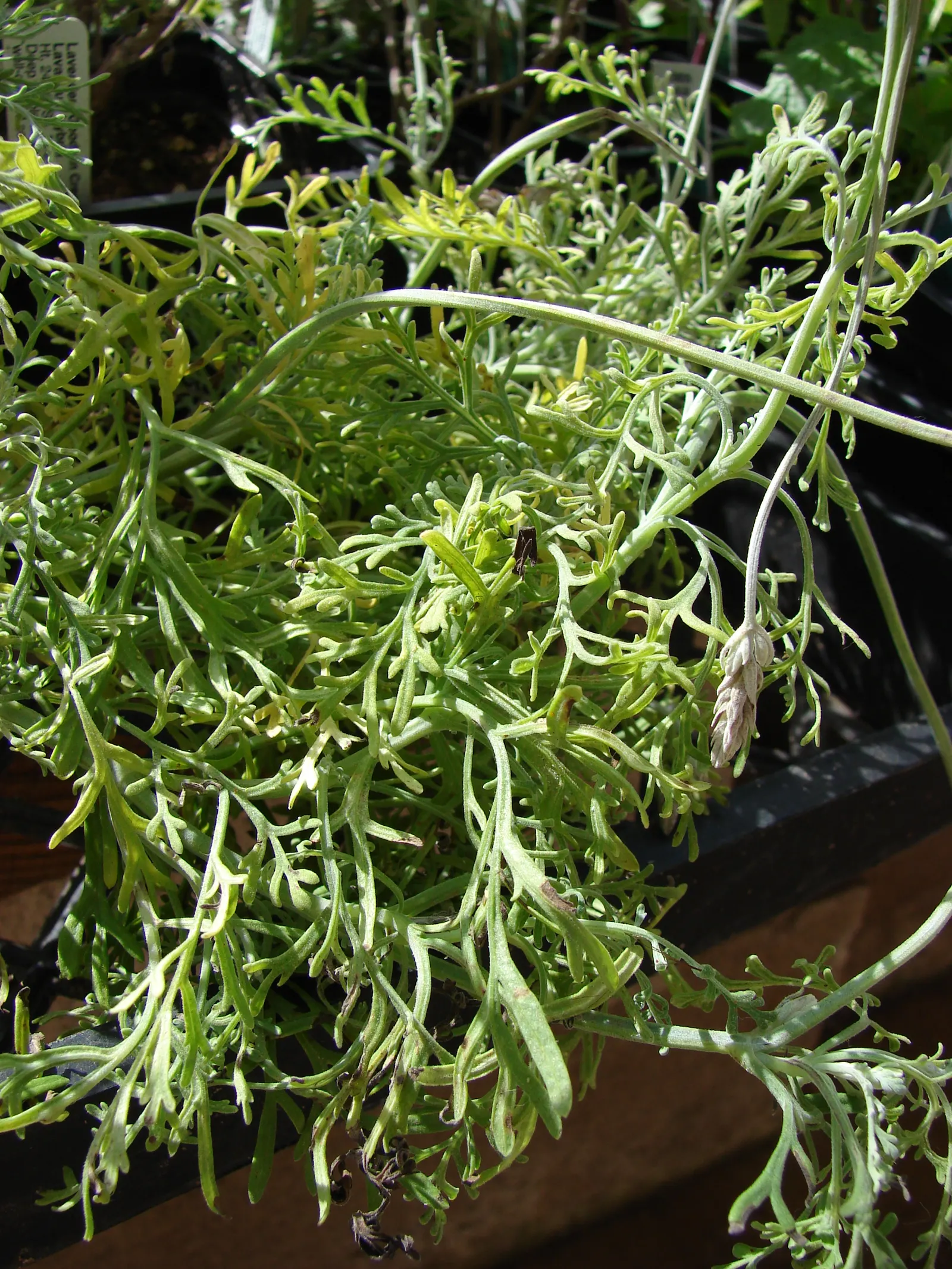 Fernleaf Lavender, Pinnata Lavender (Lavandula Pinnata) — provide regular watering for the first growing season to establish a strong root system