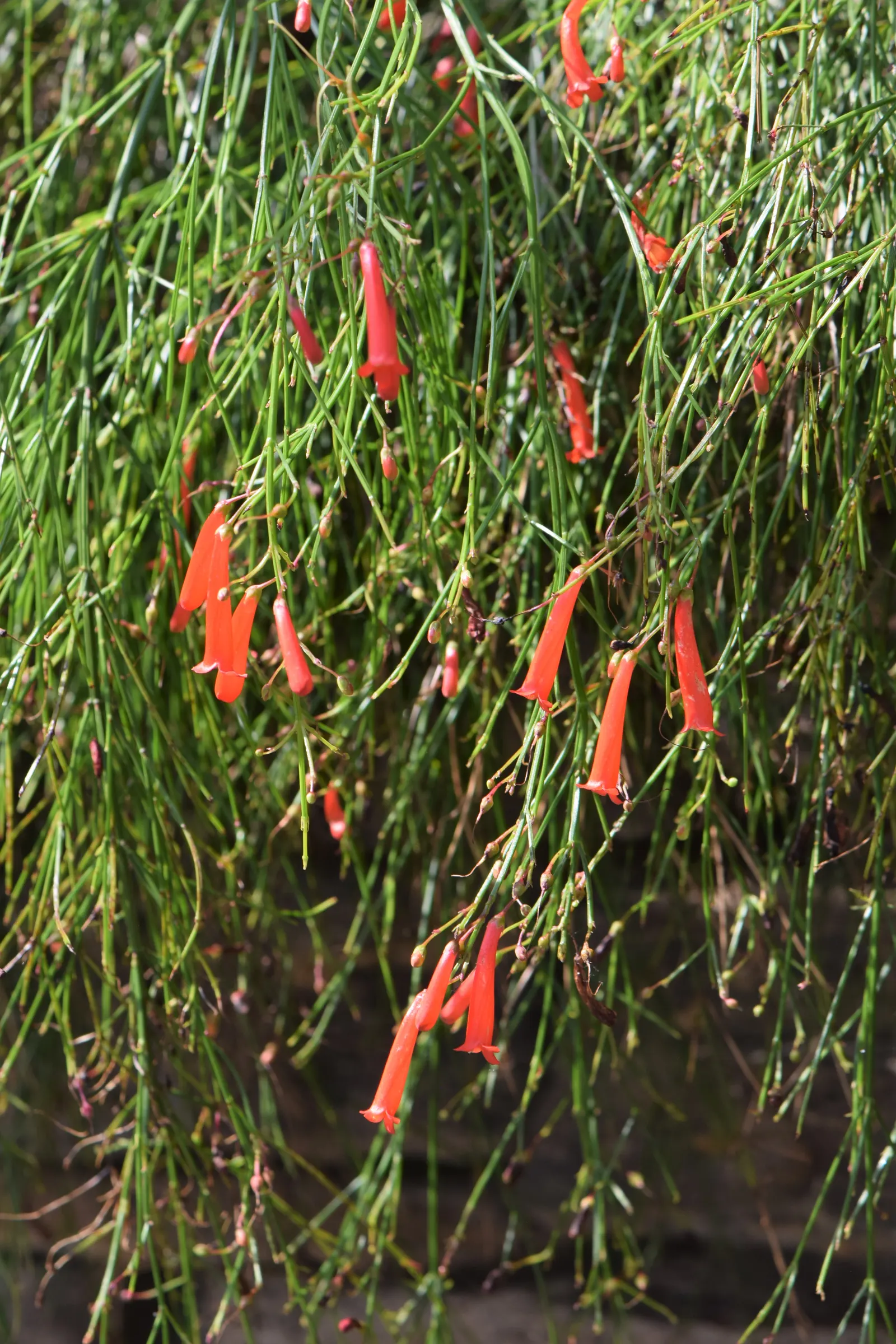 Coral Fountain, Firecracker Plant (Russelia Equisetiformis) — arching stems that resemble horse tails