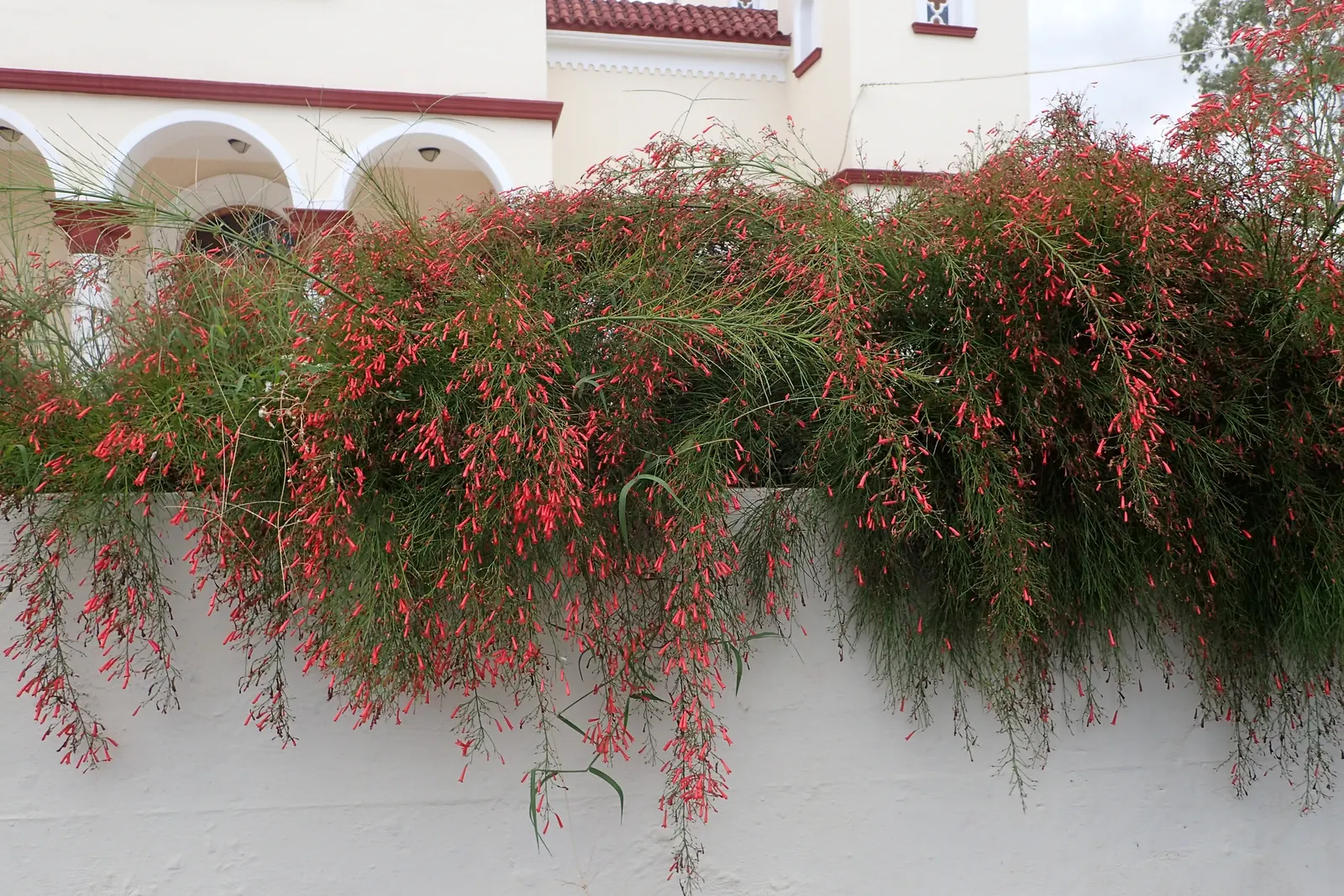 Coral Fountain, Firecracker Plant (Russelia Equisetiformis) — orange and red flowers in the garden; this low-maintenance plant thrives in full sun, image 64