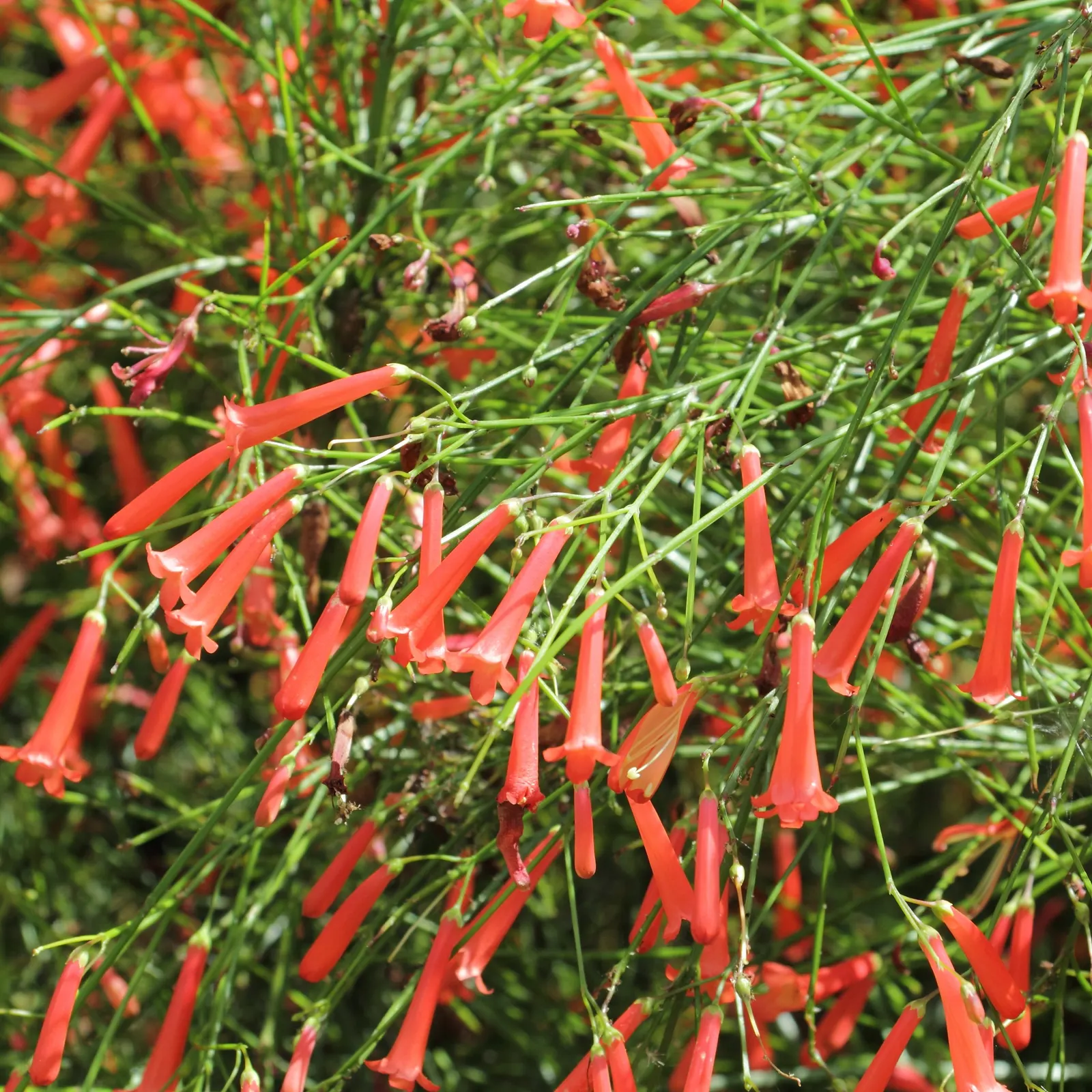 Coral Fountain, Firecracker Plant (Russelia Equisetiformis) — giving the appearance of a crackling firework display; shrub for full or half, image 79