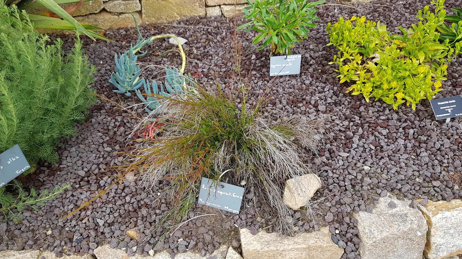 Coral Fountain, Firecracker Plant (Russelia Equisetiformis) — giving the appearance of a crackling firework display