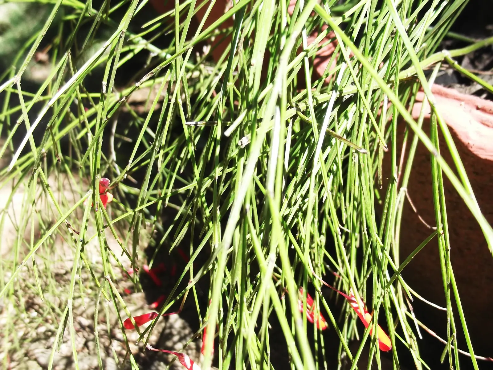 Coral Fountain, Firecracker Plant (Russelia Equisetiformis) — is a fast-growing perennial shrub; bright red to coral-hued flowers