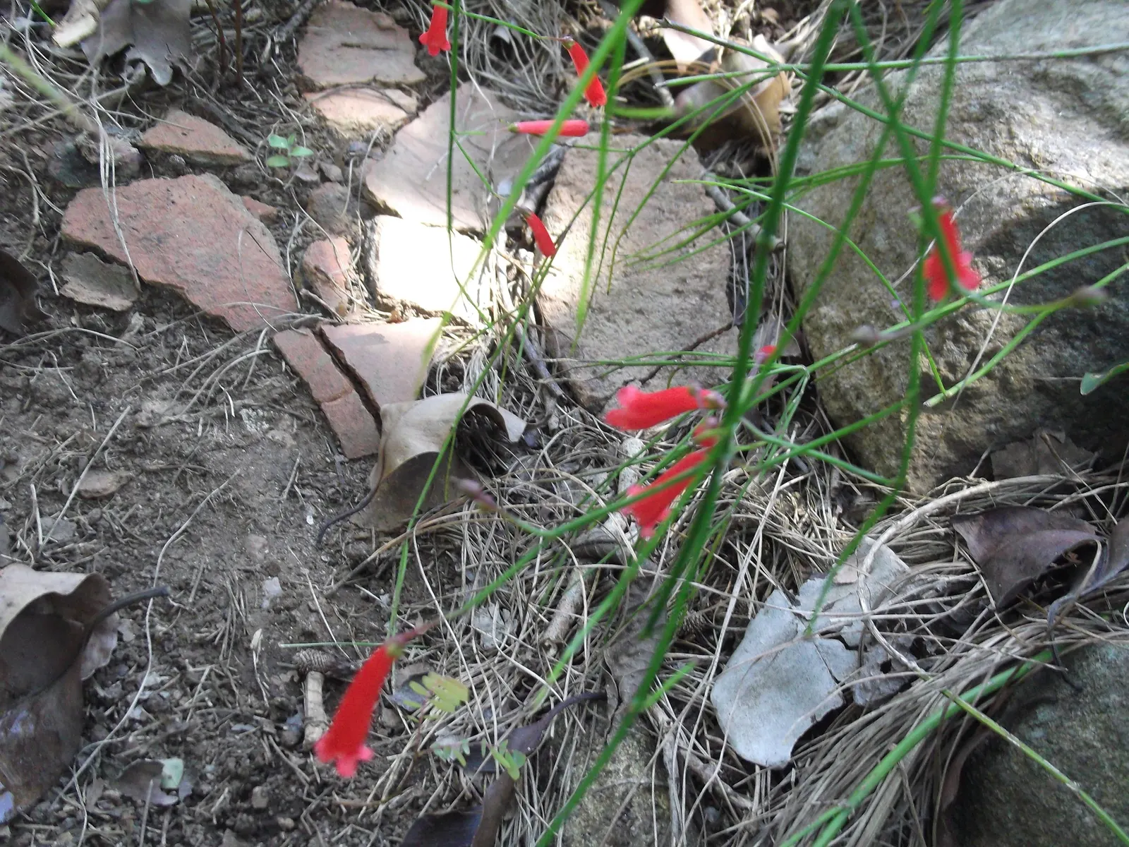 Coral Fountain, Firecracker Plant (Russelia Equisetiformis) — shrub for full or half; its low water needs and year-round blooming capability ensure a rewarding