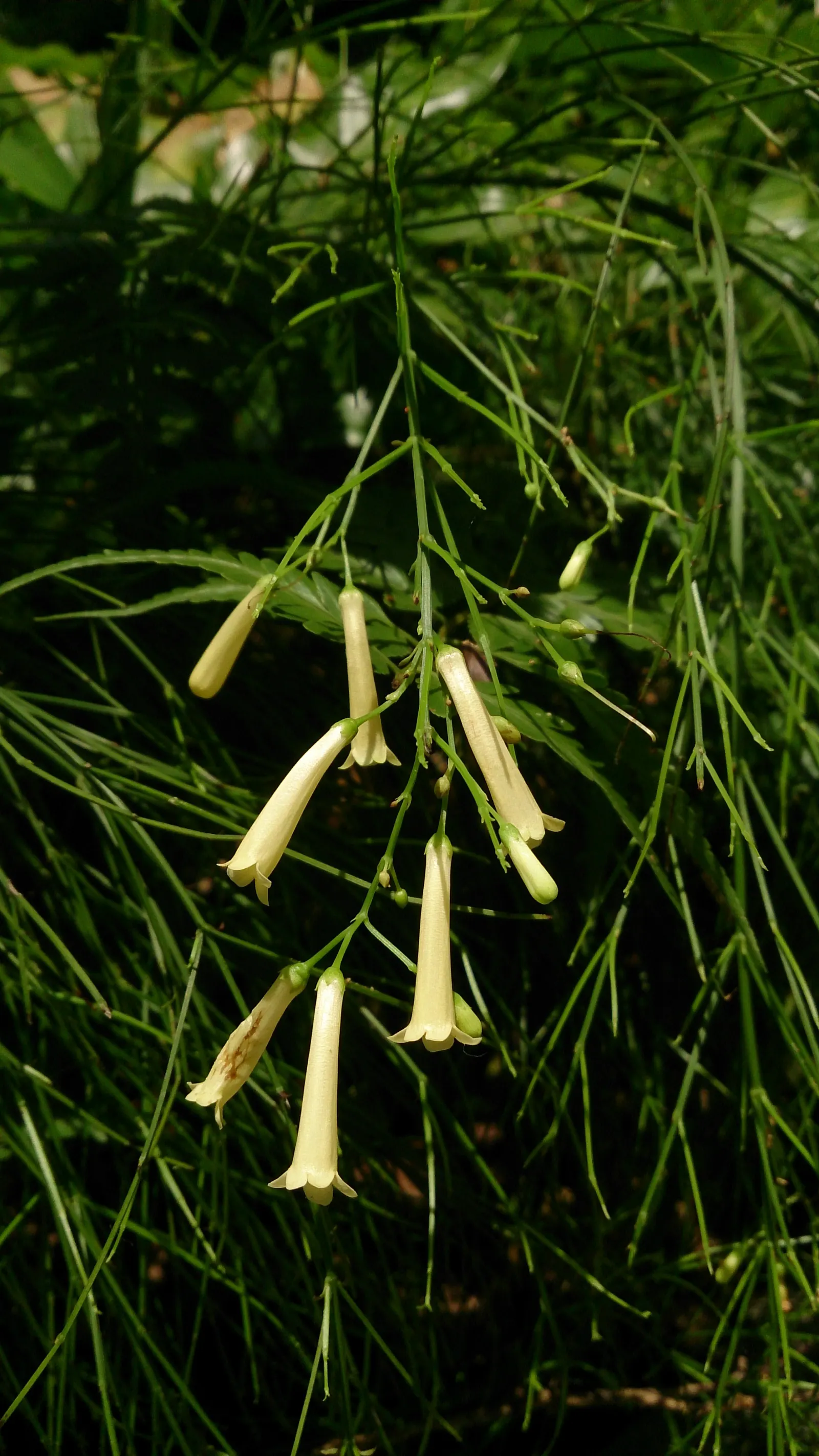 Coral Fountain, Firecracker Plant (Russelia Equisetiformis) — This ornamental beauty is renowned for its abundance of slender; making it an excellent choice