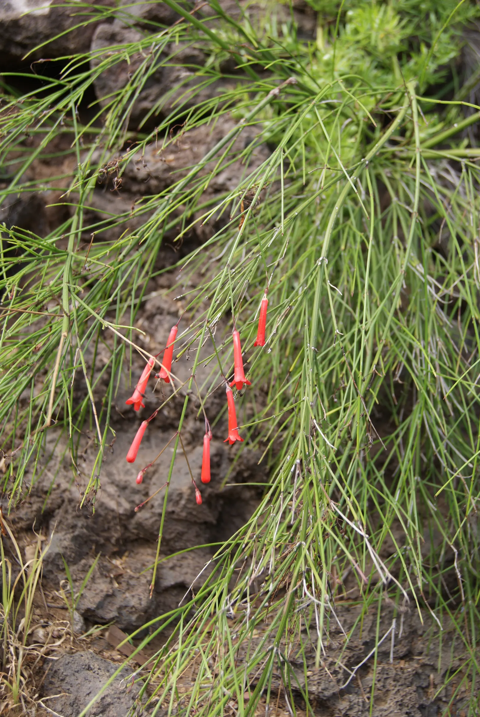 Coral Fountain, Firecracker Plant (Russelia Equisetiformis) — it produces vibrant coral-red; attracting hummingbirds and butterflies, it's an ideal, image 47