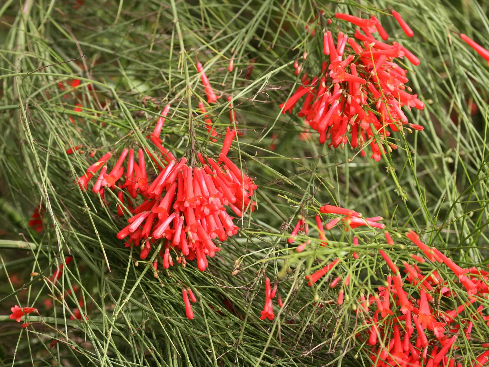 Coral Fountain, Firecracker Plant (Russelia Equisetiformis) — the Coral Fountain thrives in full sun to partial shade and prefers well-draining soil; commonly