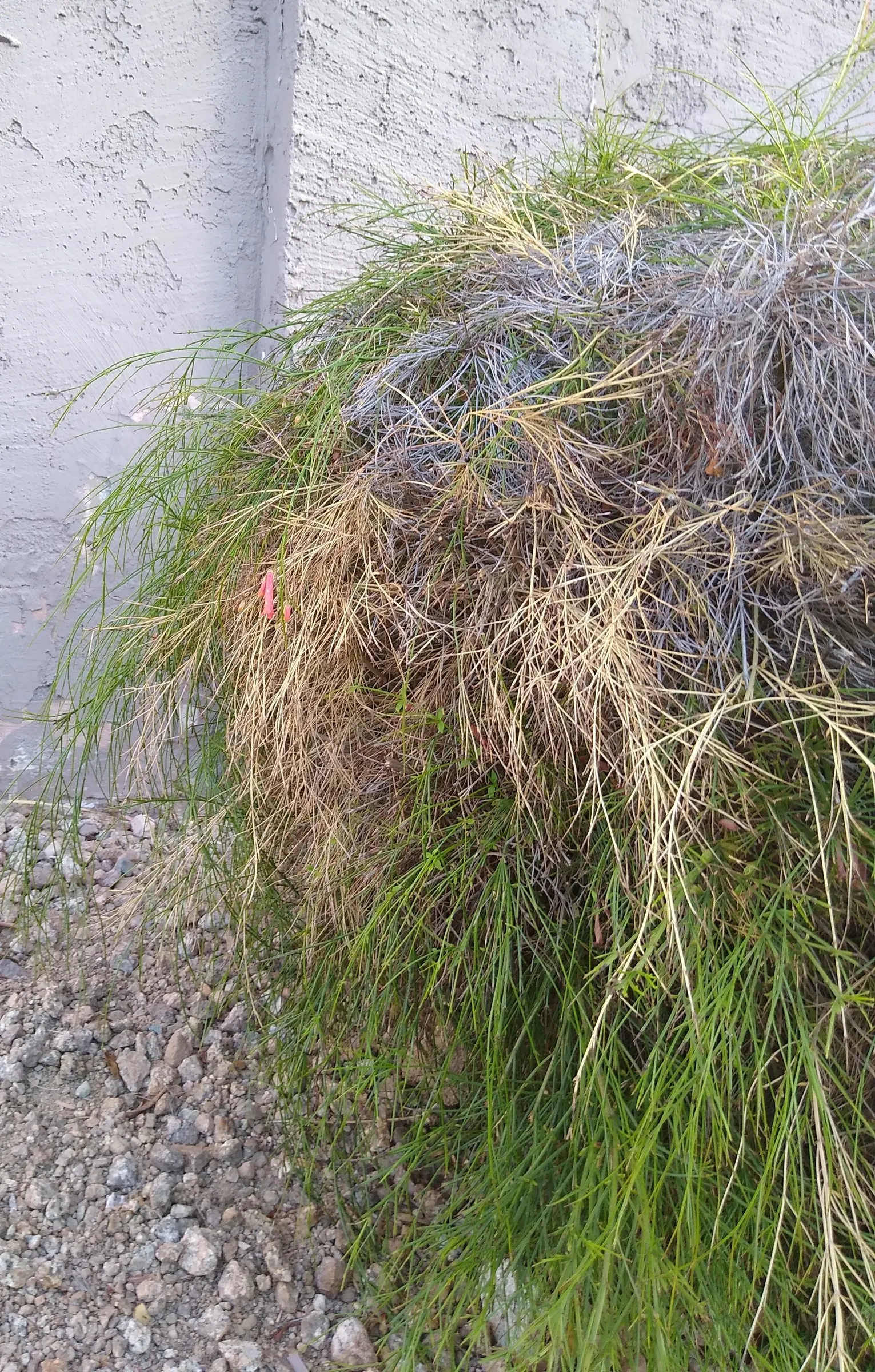 Coral Fountain, Firecracker Plant (Russelia Equisetiformis) — This low-maintenance plant thrives in full sun to partial shade and requires well-drained soil