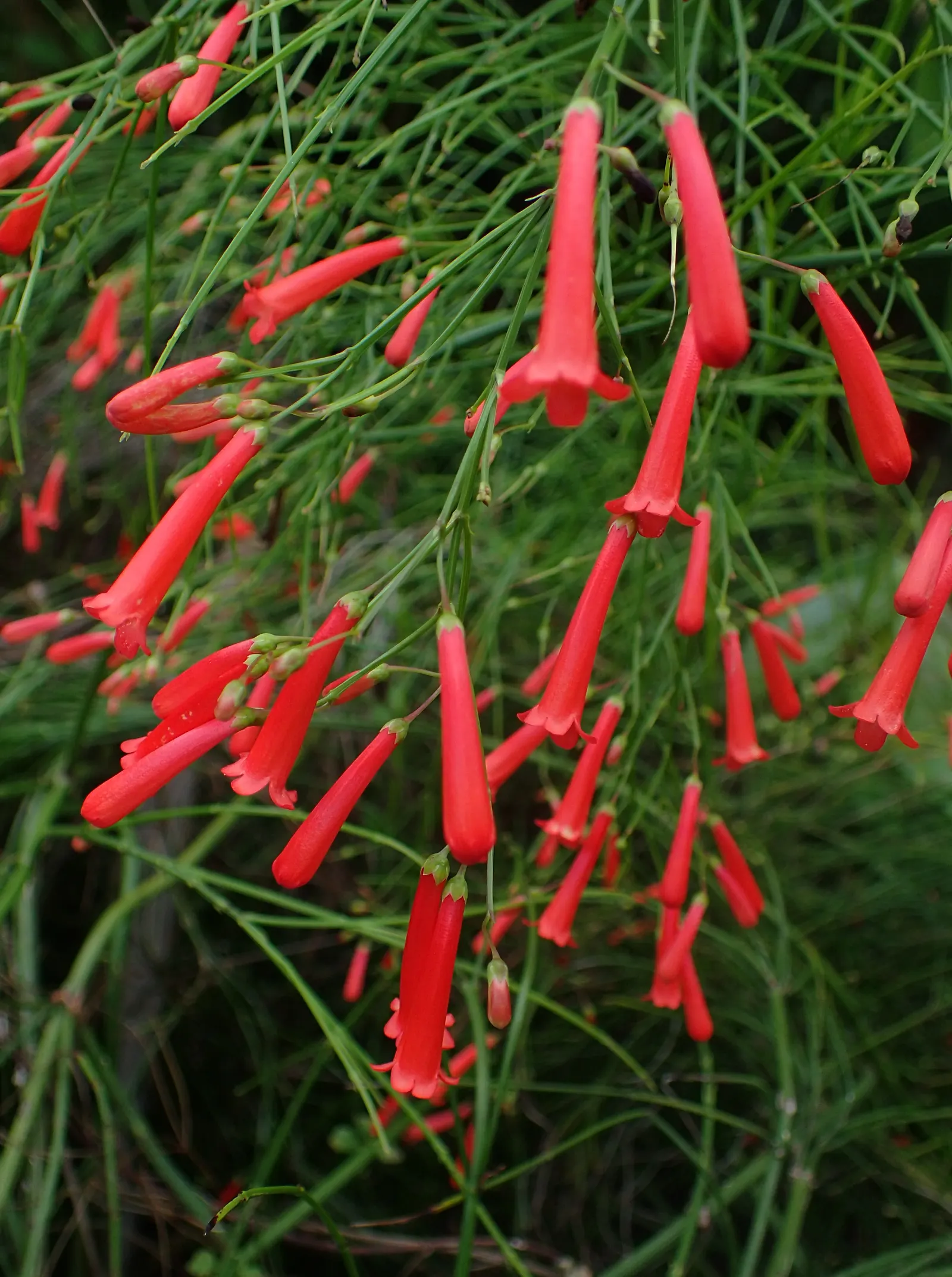 Coral Fountain, Firecracker Plant (Russelia Equisetiformis) — its low water needs and year-round blooming capability ensure a rewarding and colorful garden