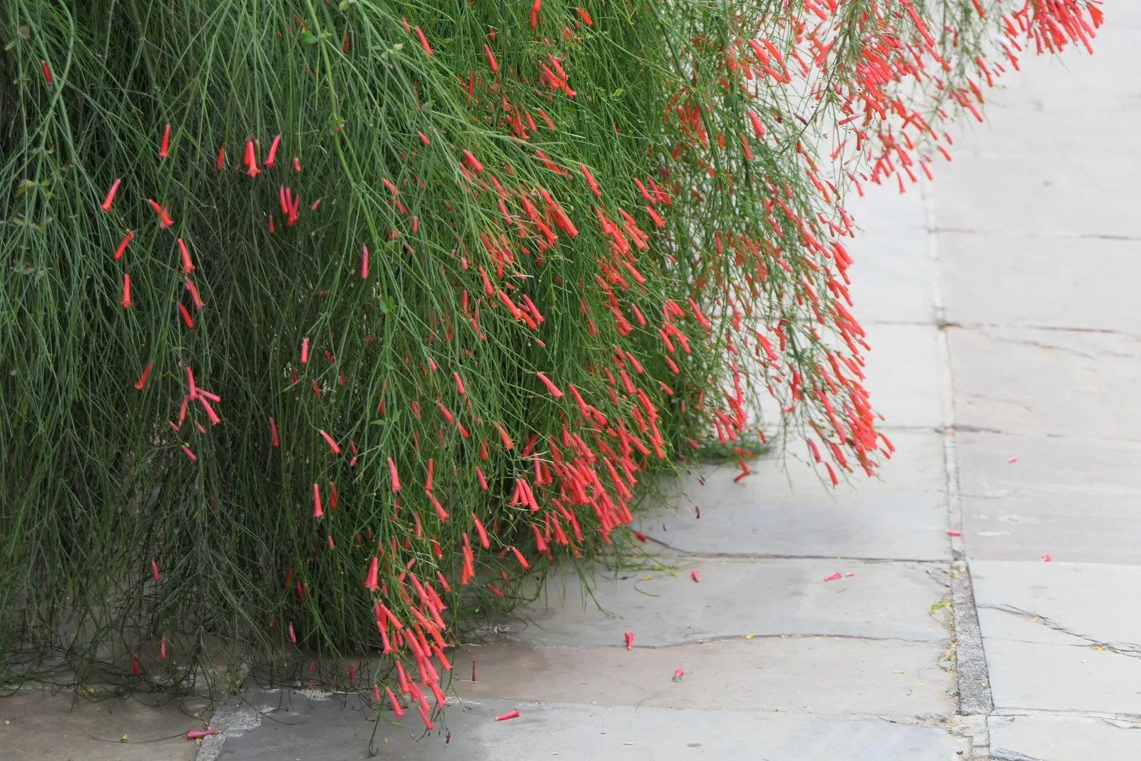 Coral Fountain, Firecracker Plant (Russelia Equisetiformis) — commonly known as the Coral Fountain or Firecracker Plant; is a fast-growing, image 51