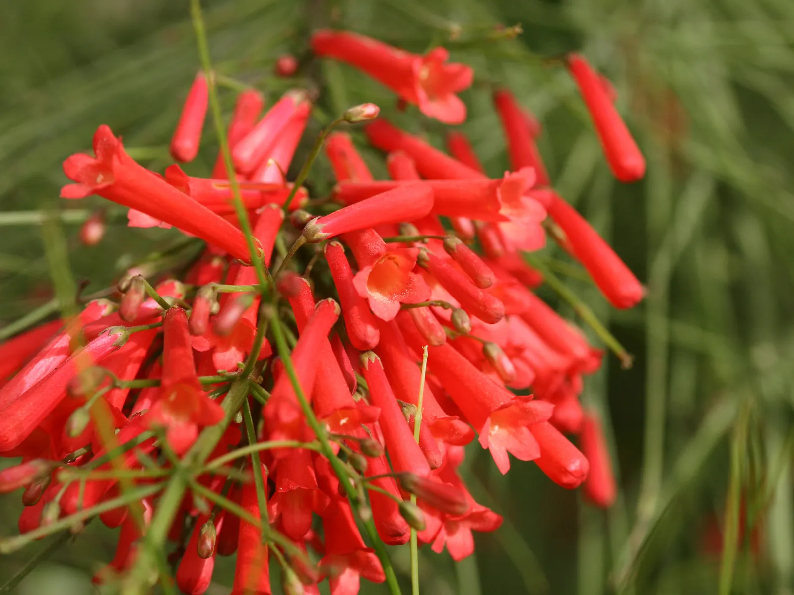 Coral Fountain, Firecracker Plant (Russelia Equisetiformis) — arching stems that resemble horse tails; commonly known as Coral Fountain or, image 76