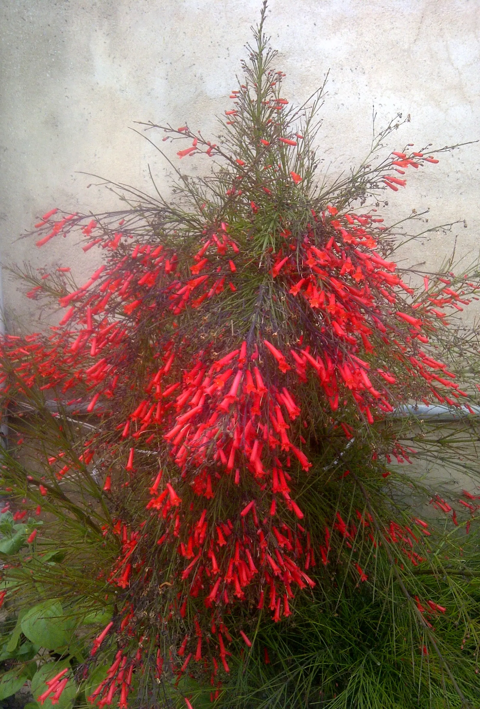 Coral Fountain, Firecracker Plant (Russelia Equisetiformis) — orange and red flowers in the garden; this low-maintenance plant thrives in full sun to partial